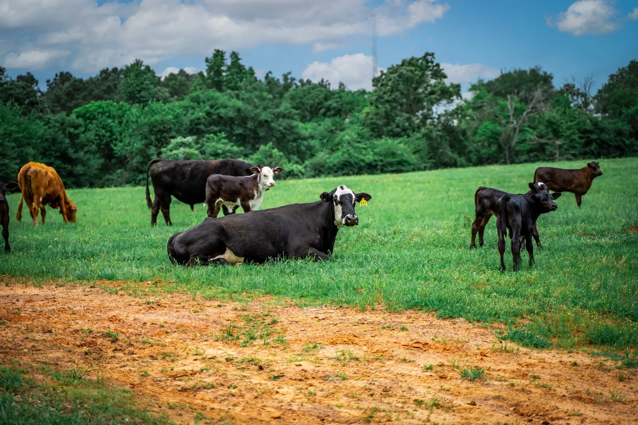 Ranch For Sale in Anderson County , 3732 US Highway 84, Palestine, Texas 75801, 0, 0, Garage spaces, 0 Sqft, built in 0, Price $1,776,700, mls#21144306, Real Estate Agent in Palestine, Homes For Sale in Anderson county, Homes For Sale in Palestine, Realtor in Palestine Texas, Real Estate Brokerage Independent Realty Texas, Luminita Cordes Realtor