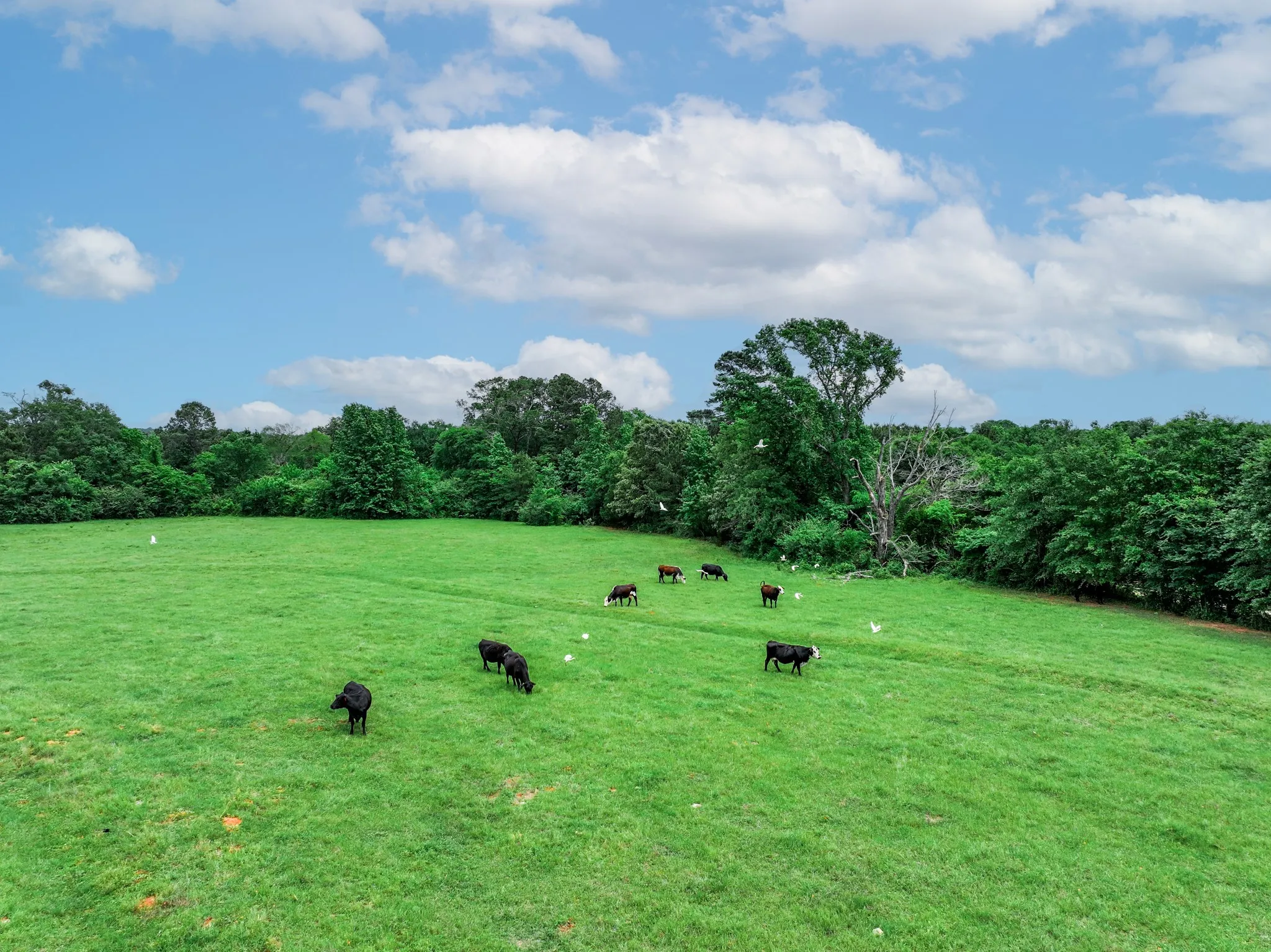 Ranch For Sale in Anderson County , 3732 US Highway 84, Palestine, Texas 75801, 0, 0, Garage spaces, 0 Sqft, built in 0, Price $1,776,700, mls#21144306, Real Estate Agent in Palestine, Homes For Sale in Anderson county, Homes For Sale in Palestine, Realtor in Palestine Texas, Real Estate Brokerage Independent Realty Texas, Luminita Cordes Realtor