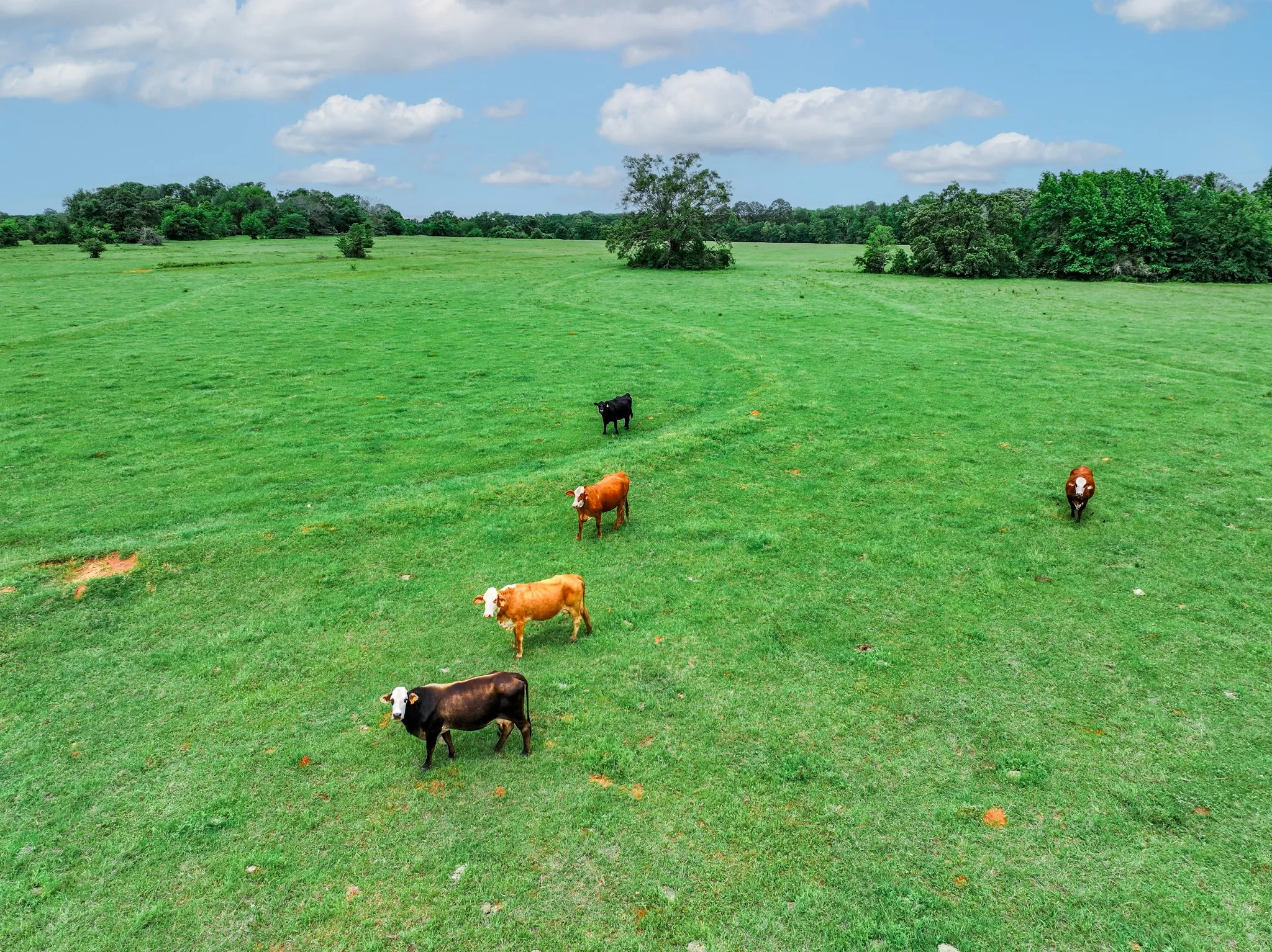 Ranch For Sale in Anderson County , 3732 US Highway 84, Palestine, Texas 75801, 0, 0, Garage spaces, 0 Sqft, built in 0, Price $1,776,700, mls#21144306, Real Estate Agent in Palestine, Homes For Sale in Anderson county, Homes For Sale in Palestine, Realtor in Palestine Texas, Real Estate Brokerage Independent Realty Texas, Luminita Cordes Realtor