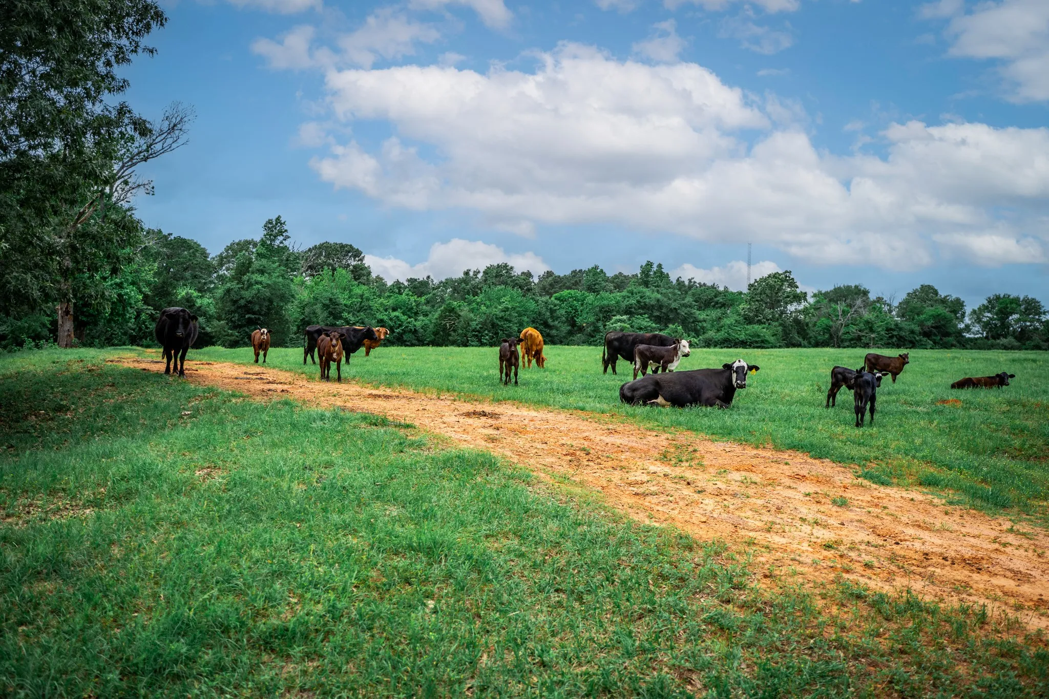Ranch For Sale in Anderson County , 3732 US Highway 84, Palestine, Texas 75801, 0, 0, Garage spaces, 0 Sqft, built in 0, Price $1,776,700, mls#21144306, Real Estate Agent in Palestine, Homes For Sale in Anderson county, Homes For Sale in Palestine, Realtor in Palestine Texas, Real Estate Brokerage Independent Realty Texas, Luminita Cordes Realtor