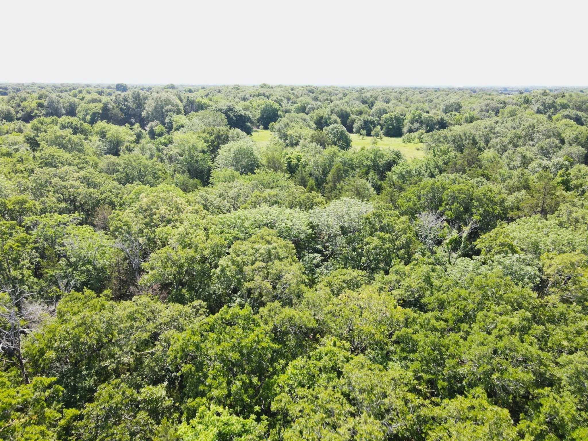 Drone / aerial view of a heavily wooded area