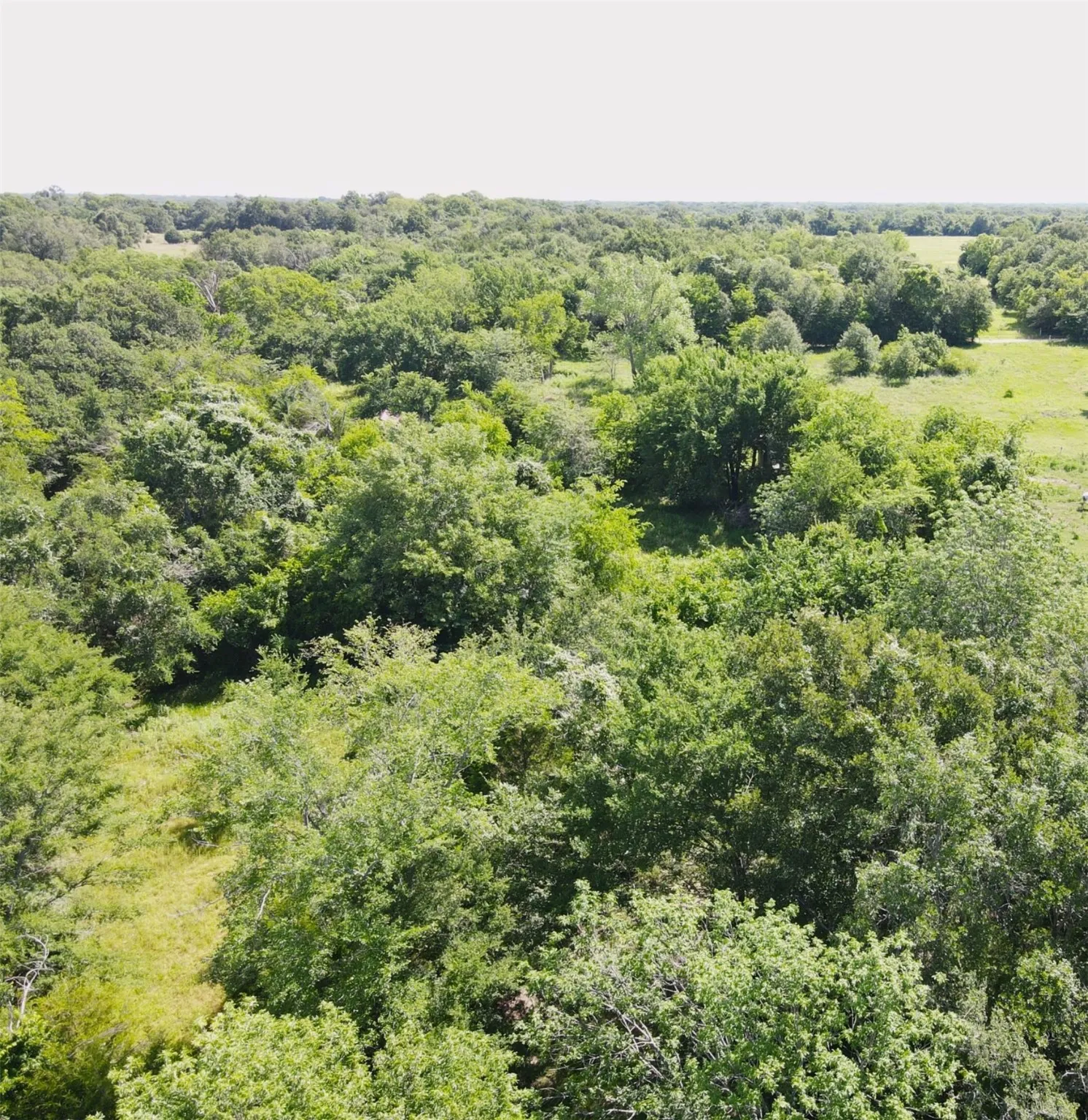 Aerial view of a forest