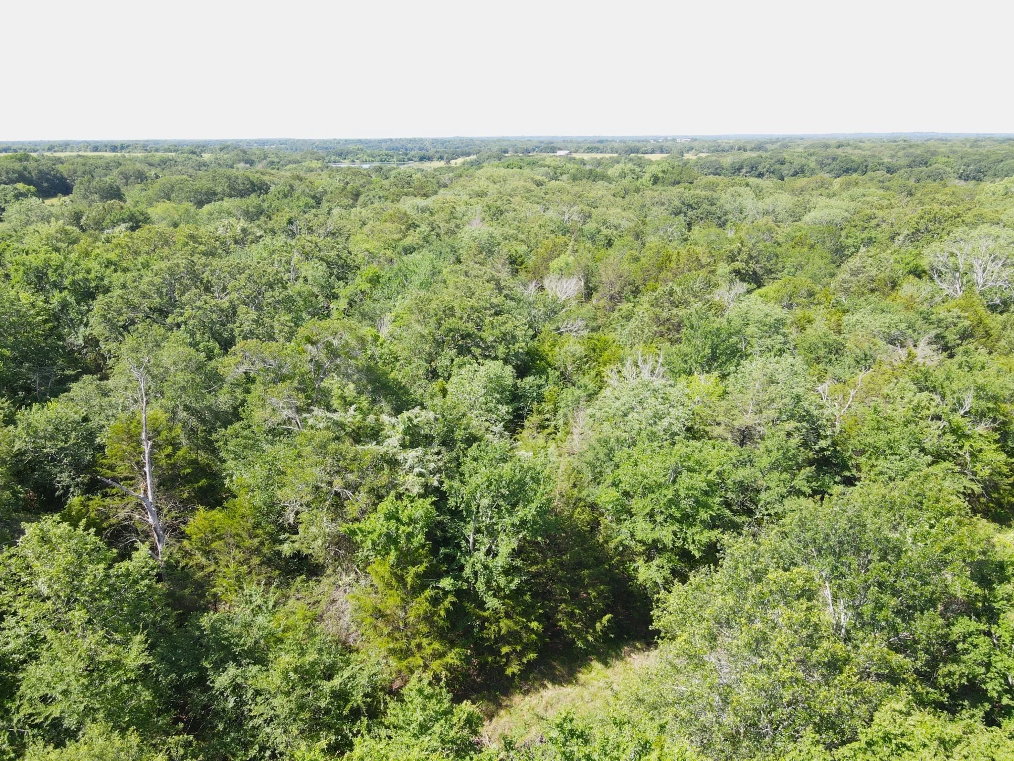 Bird's eye view of a heavily wooded area