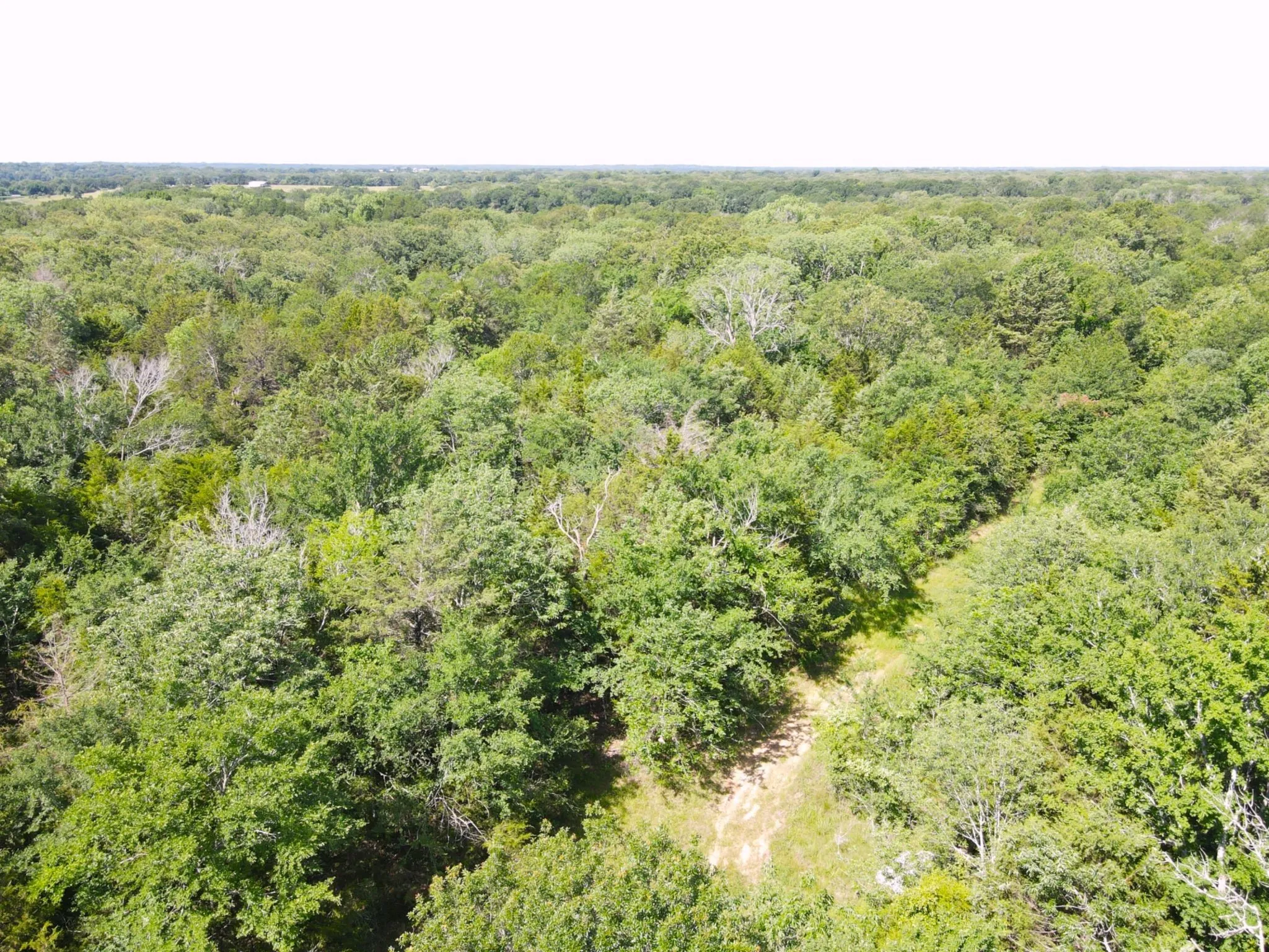 Drone / aerial view of a forest
