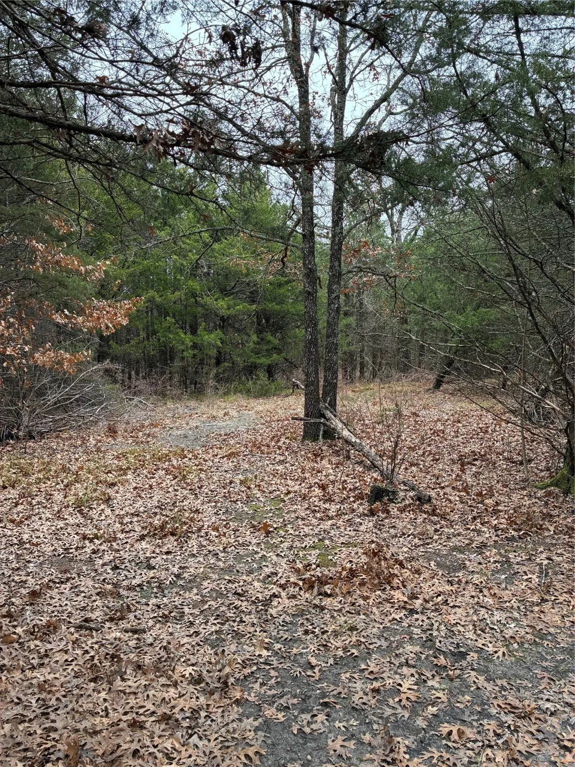 Unimproved Land For Sale in Fannin County , 23 County Road 2950, Windom, Texas 75306, 0, 0, Garage spaces, 0 Sqft, built in 0, Price $253,000, mls#21145102, Real Estate Agent in Windom, Homes For Sale in Fannin county, Homes For Sale in Windom, Realtor in Windom Texas, Real Estate Brokerage Independent Realty Texas, Luminita Cordes Realtor