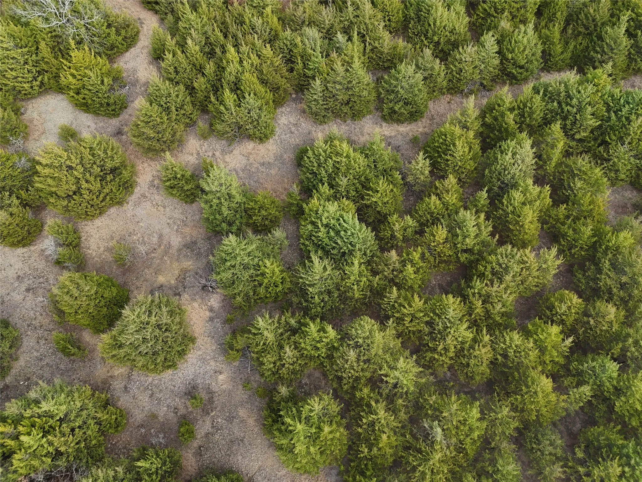 Unimproved Land For Sale in Fannin County , 23 County Road 2950, Windom, Texas 75306, 0, 0, Garage spaces, 0 Sqft, built in 0, Price $253,000, mls#21145102, Real Estate Agent in Windom, Homes For Sale in Fannin county, Homes For Sale in Windom, Realtor in Windom Texas, Real Estate Brokerage Independent Realty Texas, Luminita Cordes Realtor