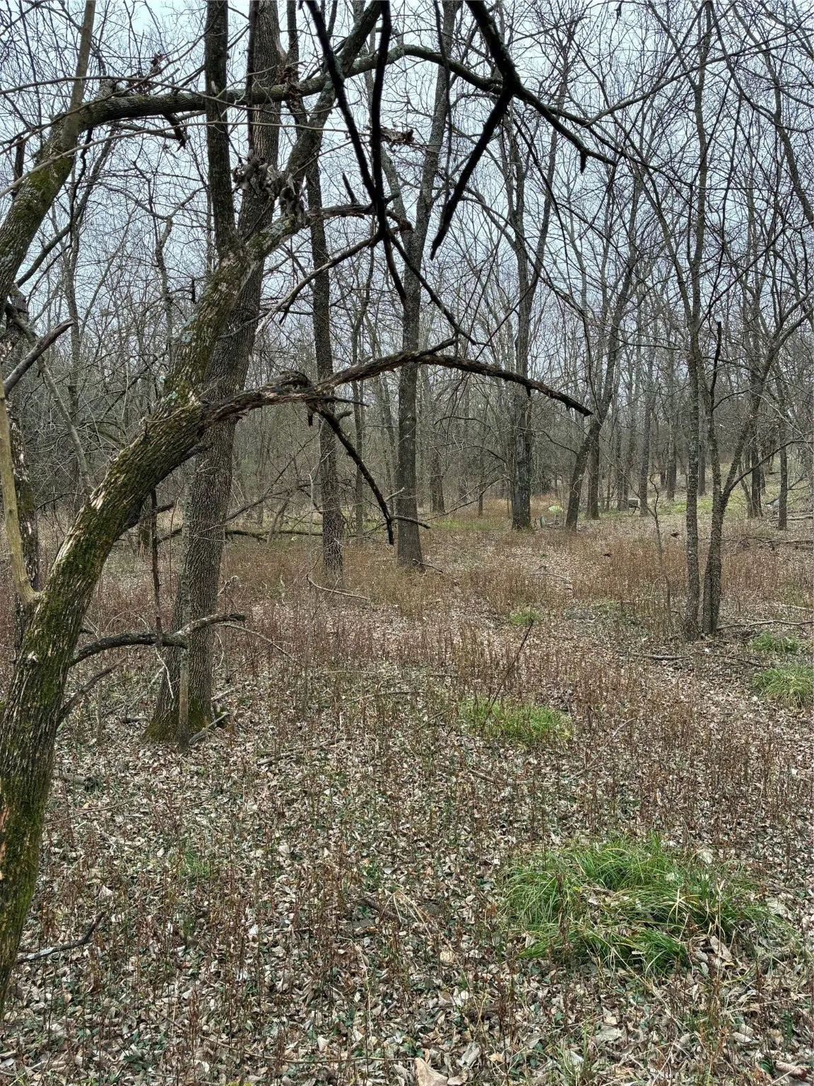 Unimproved Land For Sale in Fannin County , 23 County Road 2950, Windom, Texas 75306, 0, 0, Garage spaces, 0 Sqft, built in 0, Price $253,000, mls#21145102, Real Estate Agent in Windom, Homes For Sale in Fannin county, Homes For Sale in Windom, Realtor in Windom Texas, Real Estate Brokerage Independent Realty Texas, Luminita Cordes Realtor