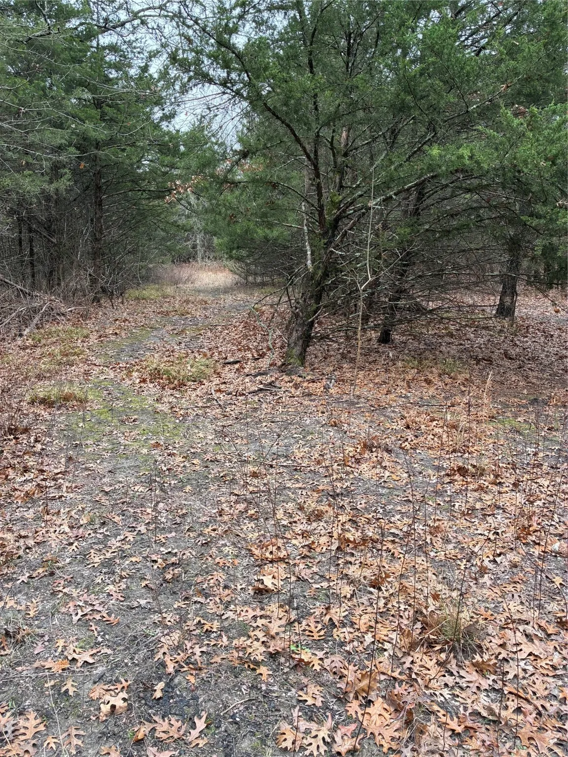 Unimproved Land For Sale in Fannin County , 23 County Road 2950, Windom, Texas 75306, 0, 0, Garage spaces, 0 Sqft, built in 0, Price $253,000, mls#21145102, Real Estate Agent in Windom, Homes For Sale in Fannin county, Homes For Sale in Windom, Realtor in Windom Texas, Real Estate Brokerage Independent Realty Texas, Luminita Cordes Realtor