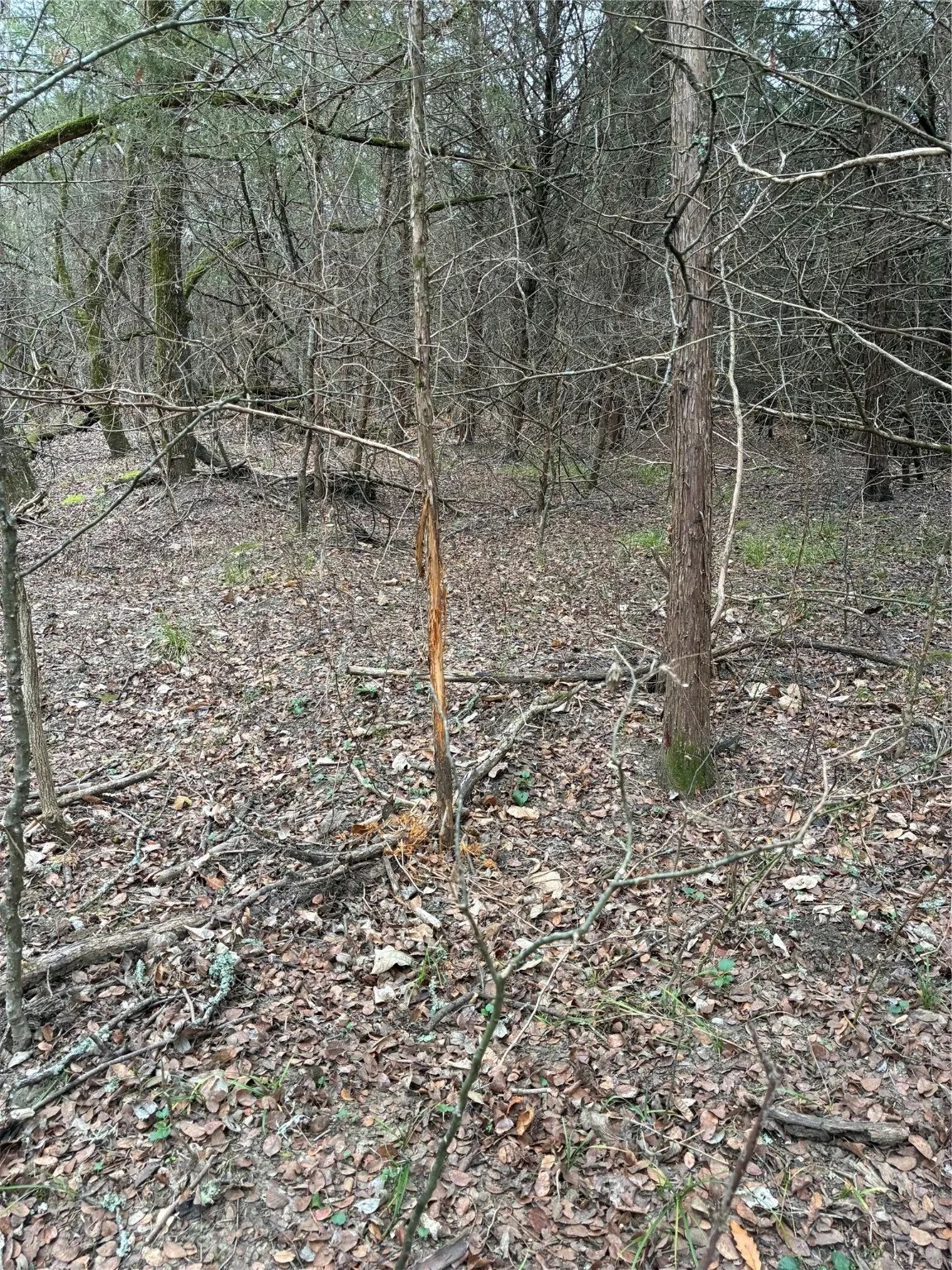 Unimproved Land For Sale in Fannin County , 23 County Road 2950, Windom, Texas 75306, 0, 0, Garage spaces, 0 Sqft, built in 0, Price $253,000, mls#21145102, Real Estate Agent in Windom, Homes For Sale in Fannin county, Homes For Sale in Windom, Realtor in Windom Texas, Real Estate Brokerage Independent Realty Texas, Luminita Cordes Realtor