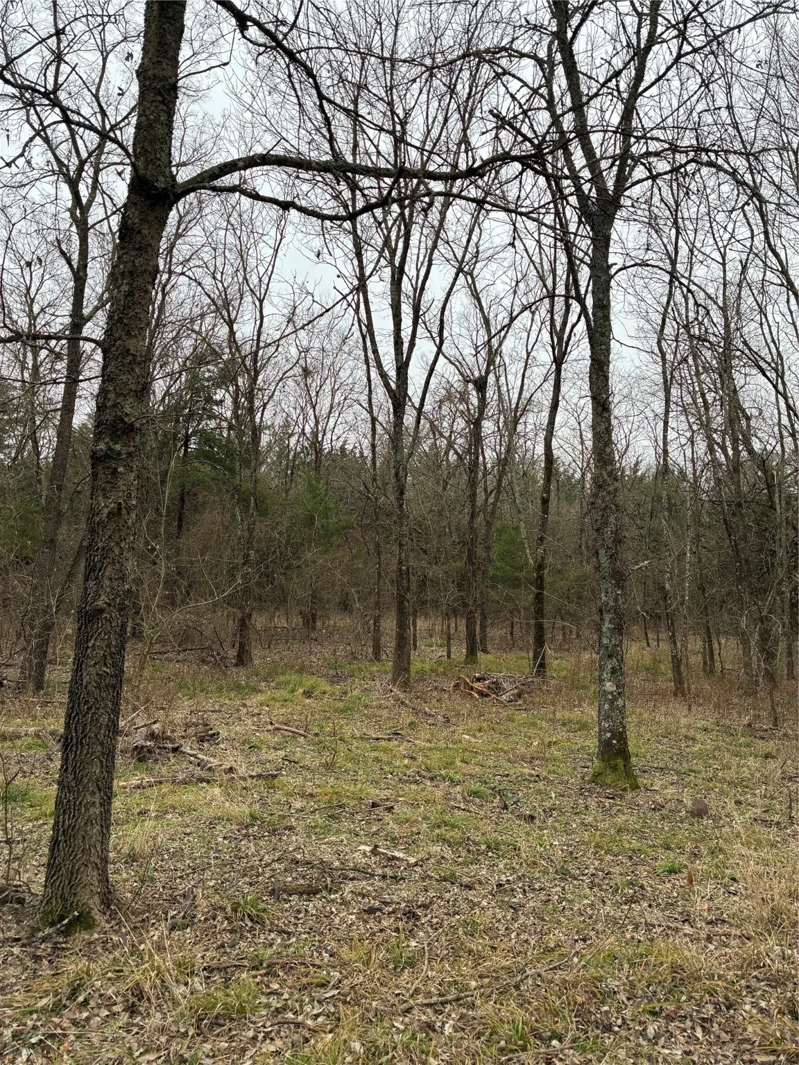 Unimproved Land For Sale in Fannin County , 23 County Road 2950, Windom, Texas 75306, 0, 0, Garage spaces, 0 Sqft, built in 0, Price $253,000, mls#21145102, Real Estate Agent in Windom, Homes For Sale in Fannin county, Homes For Sale in Windom, Realtor in Windom Texas, Real Estate Brokerage Independent Realty Texas, Luminita Cordes Realtor