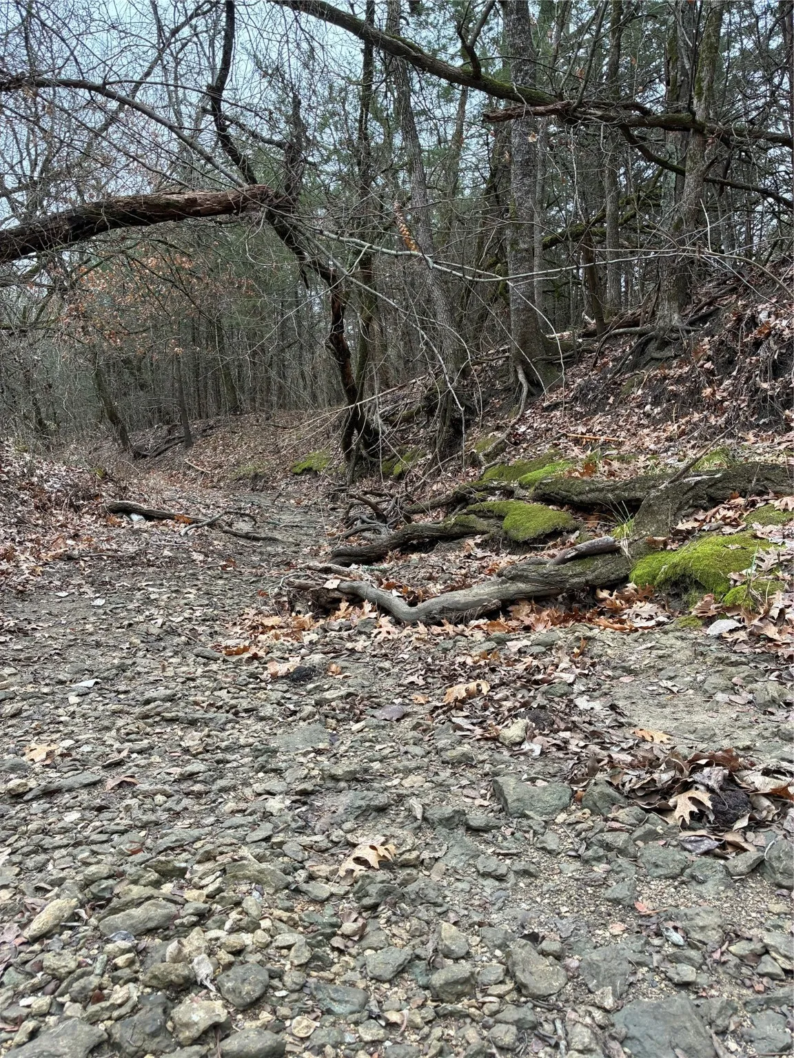Unimproved Land For Sale in Fannin County , 23 County Road 2950, Windom, Texas 75306, 0, 0, Garage spaces, 0 Sqft, built in 0, Price $253,000, mls#21145102, Real Estate Agent in Windom, Homes For Sale in Fannin county, Homes For Sale in Windom, Realtor in Windom Texas, Real Estate Brokerage Independent Realty Texas, Luminita Cordes Realtor