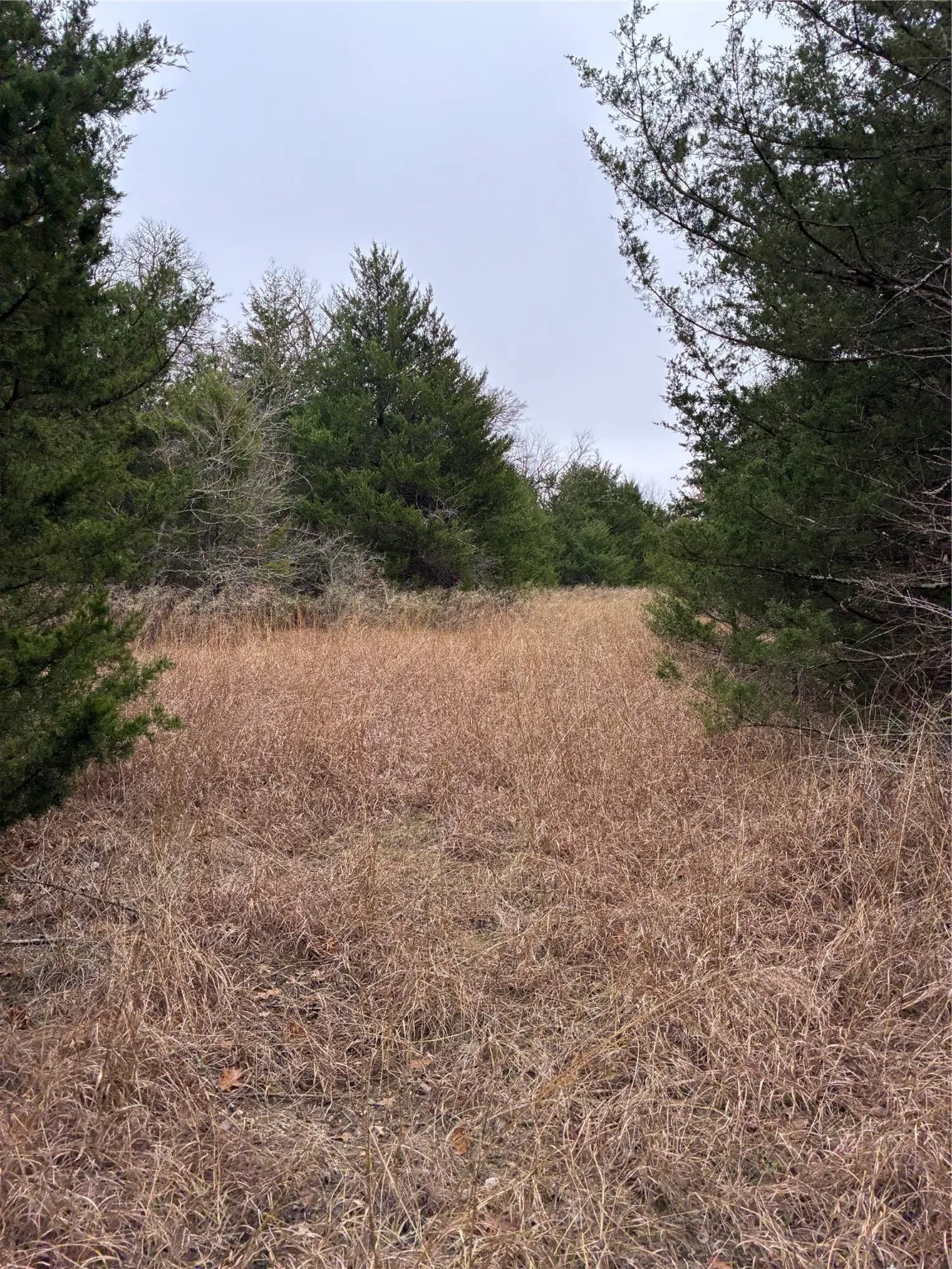 Unimproved Land For Sale in Fannin County , 23 County Road 2950, Windom, Texas 75306, 0, 0, Garage spaces, 0 Sqft, built in 0, Price $253,000, mls#21145102, Real Estate Agent in Windom, Homes For Sale in Fannin county, Homes For Sale in Windom, Realtor in Windom Texas, Real Estate Brokerage Independent Realty Texas, Luminita Cordes Realtor