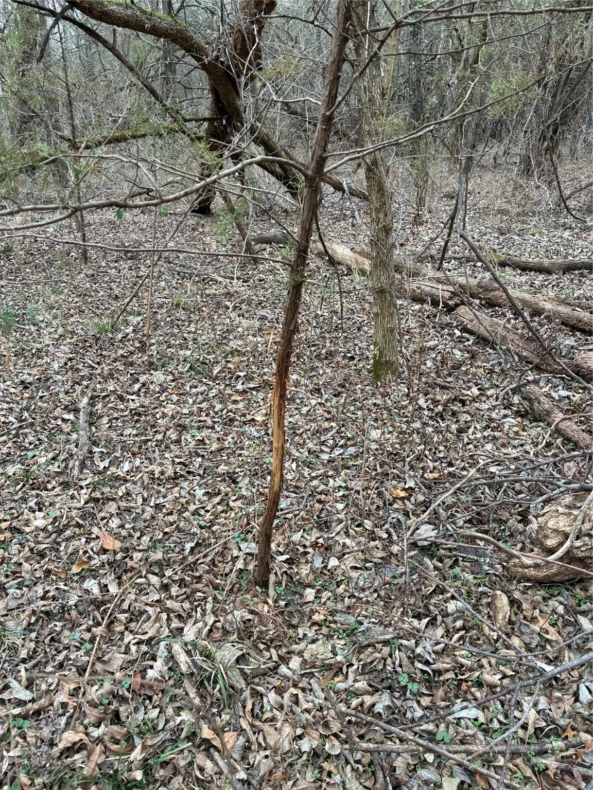 Unimproved Land For Sale in Fannin County , 23 County Road 2950, Windom, Texas 75306, 0, 0, Garage spaces, 0 Sqft, built in 0, Price $253,000, mls#21145102, Real Estate Agent in Windom, Homes For Sale in Fannin county, Homes For Sale in Windom, Realtor in Windom Texas, Real Estate Brokerage Independent Realty Texas, Luminita Cordes Realtor
