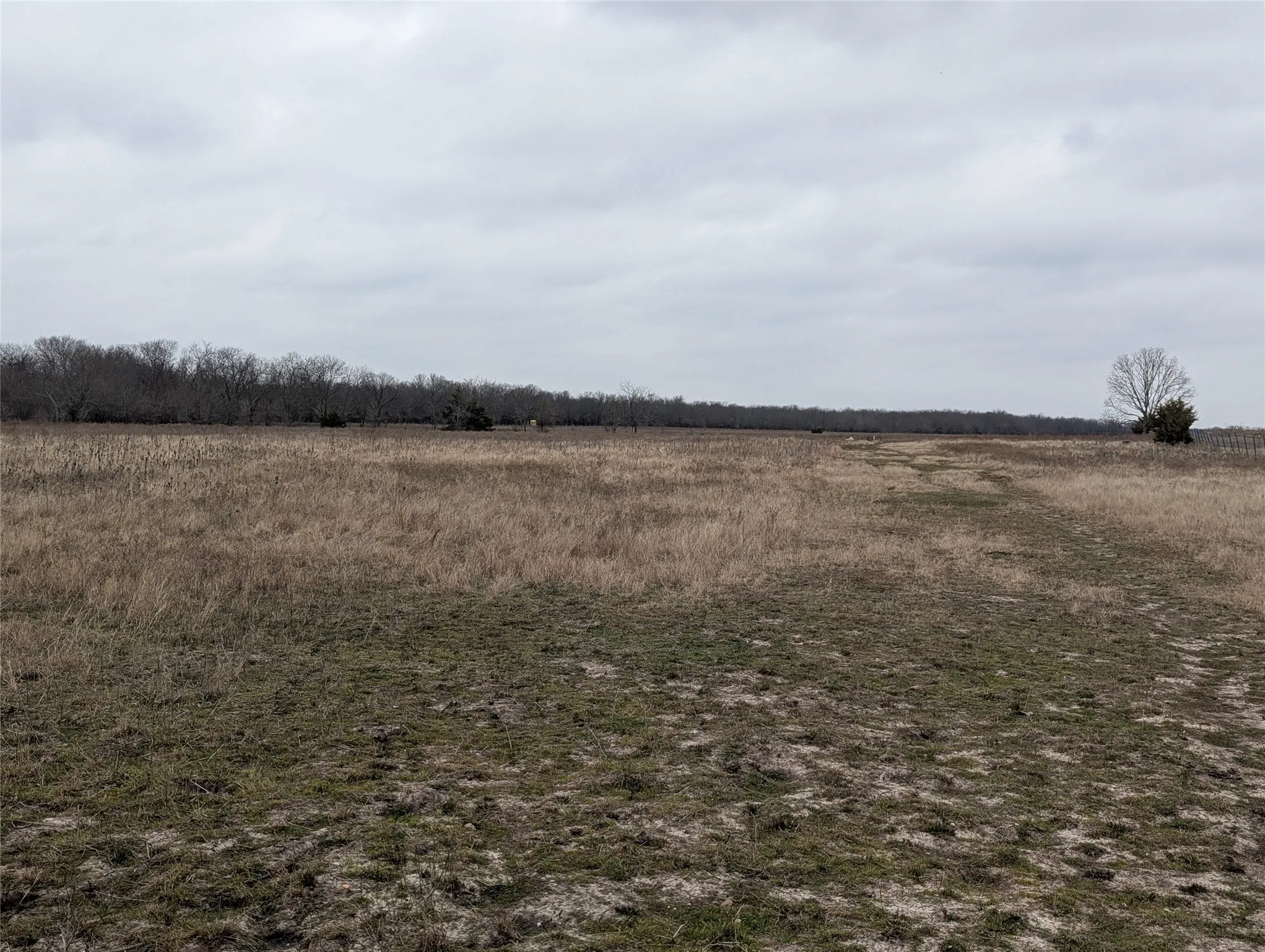 Expansive open field featuring natural grasses and distant tree lines