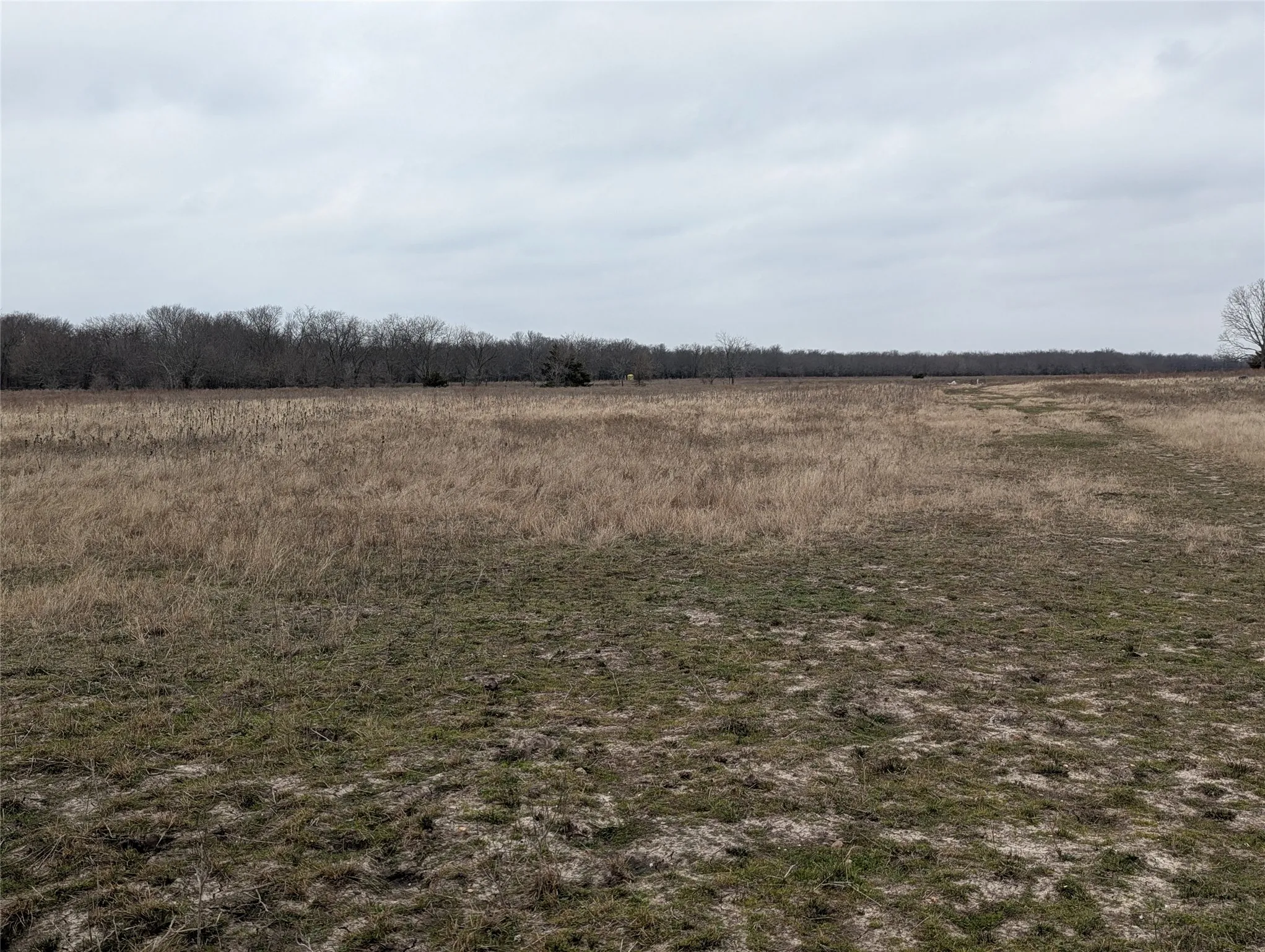 Expansive land parcel featuring natural grasses, mature trees along the perimeter, and a flat topography