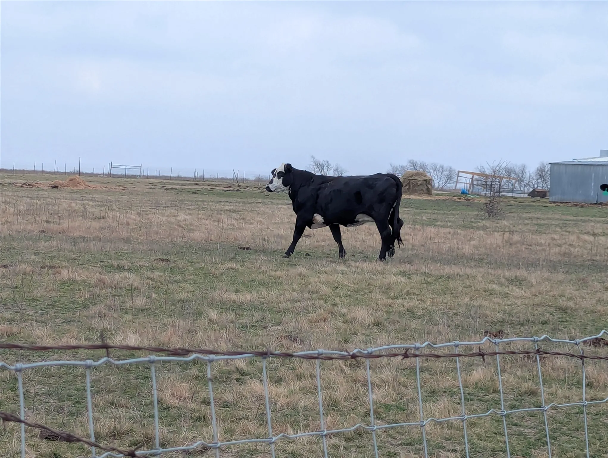 Improved Land For Sale in Hunt County , 4701 FM 512, Commerce, Texas 75428, 0, 0, Garage spaces, 0 Sqft, built in 0, Price $425,000, mls#21144709, Real Estate Agent in Commerce, Homes For Sale in Hunt county, Homes For Sale in Commerce, Realtor in Commerce Texas, Real Estate Brokerage Independent Realty Texas, Luminita Cordes Realtor