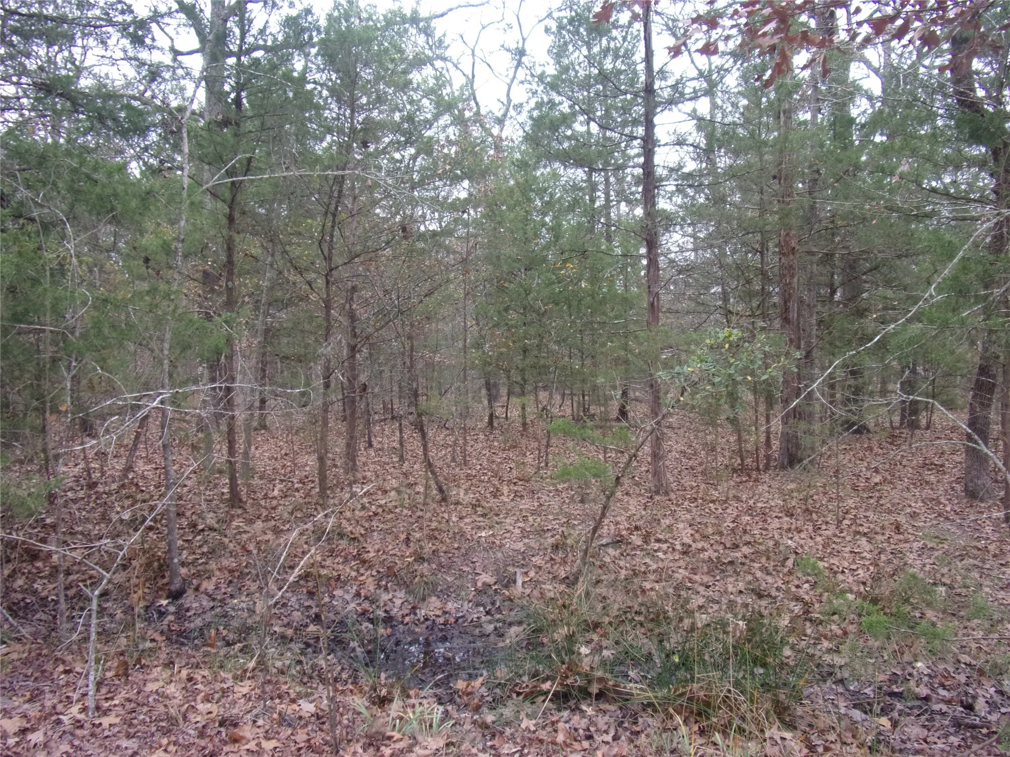 close up view of the lot and plants on it.