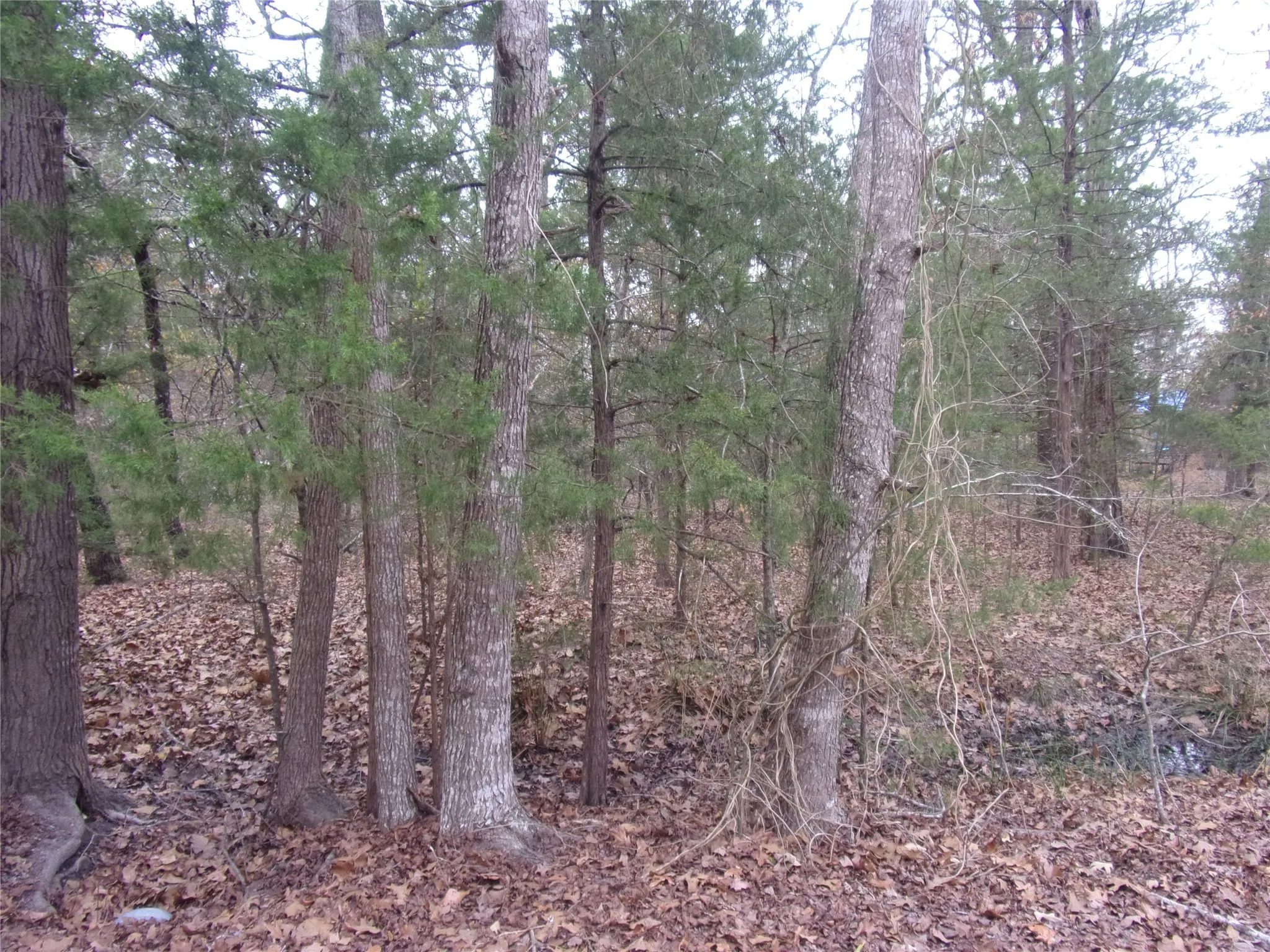 Variety of trees on this property