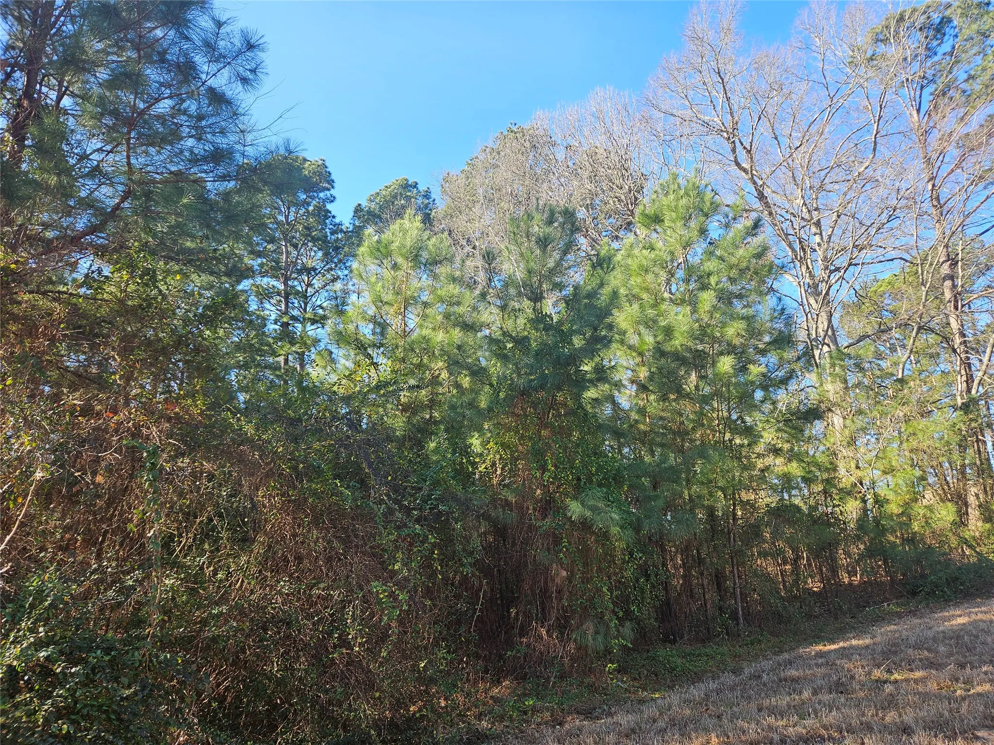 Unimproved Land For Sale in Smith County , 13311 White Tail Drive 1, Tyler, Texas 75707, 0, 0, Garage spaces, 0 Sqft, built in 0, Price $47,000, mls#21146347, Real Estate Agent in Tyler, Homes For Sale in Smith county, Homes For Sale in Tyler, Realtor in Tyler Texas, Real Estate Brokerage Independent Realty Texas, Luminita Cordes Realtor