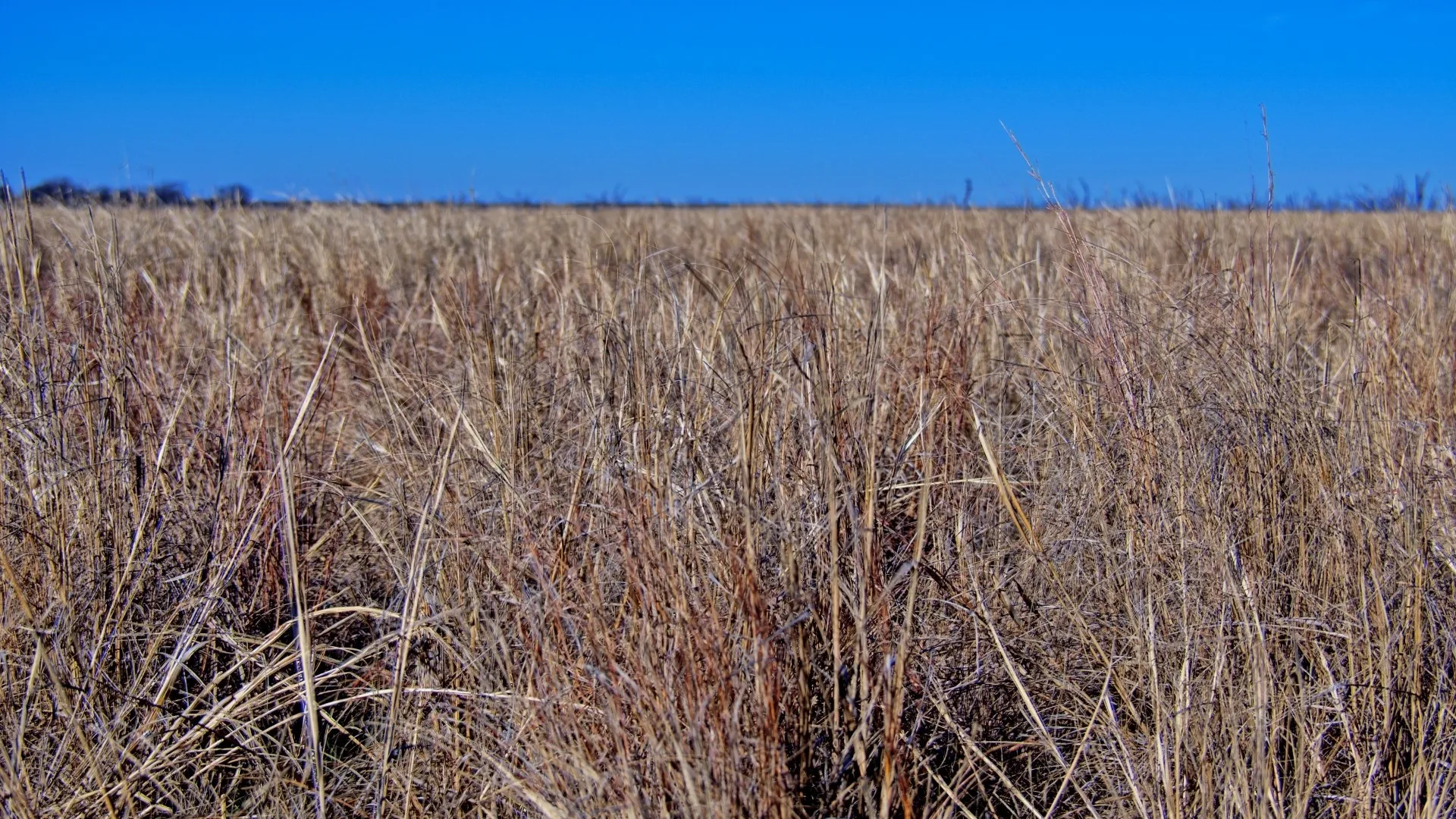 Ranch For Sale in Clay County , TBD HWY 79, Wichita Falls, Texas 76305, 0, 0, Garage spaces, 0 Sqft, built in 0, Price $7,334,670, mls#21146463, Real Estate Agent in Wichita Falls, Homes For Sale in Clay county, Homes For Sale in Wichita Falls, Realtor in Wichita Falls Texas, Real Estate Brokerage Independent Realty Texas, Luminita Cordes Realtor
