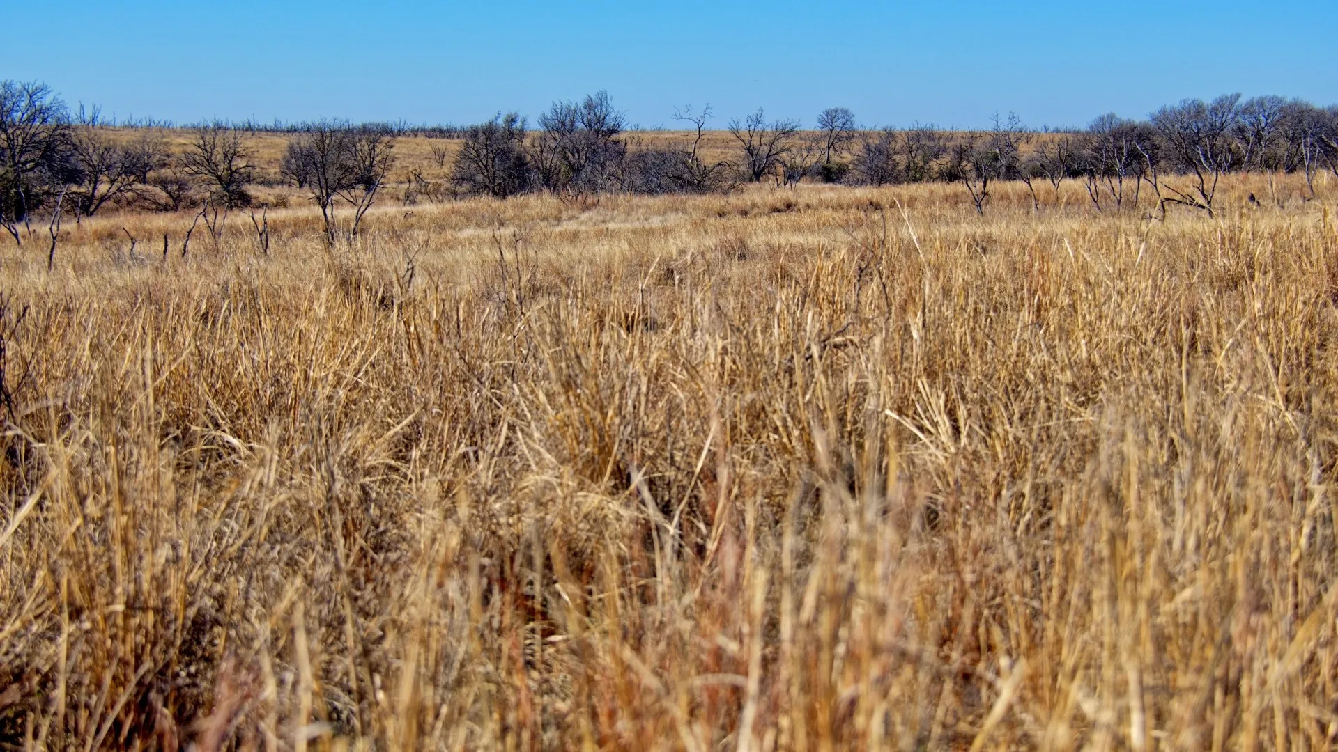 Ranch For Sale in Clay County , TBD HWY 79, Wichita Falls, Texas 76305, 0, 0, Garage spaces, 0 Sqft, built in 0, Price $7,334,670, mls#21146463, Real Estate Agent in Wichita Falls, Homes For Sale in Clay county, Homes For Sale in Wichita Falls, Realtor in Wichita Falls Texas, Real Estate Brokerage Independent Realty Texas, Luminita Cordes Realtor