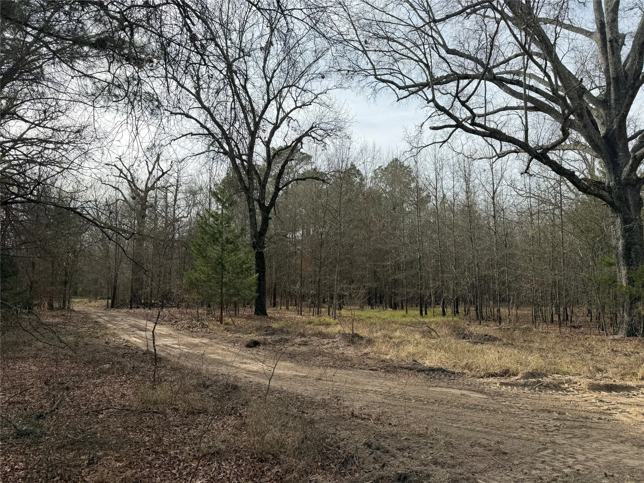 Improved Land For Sale in Red River (TX) County , TBD Hwy 37, Clarksville, Texas 75426, 0, 0, Garage spaces, 0 Sqft, built in 0, Price $99,000, mls#21147576, Real Estate Agent in Clarksville, Homes For Sale in Red River (TX) county, Homes For Sale in Clarksville, Realtor in Clarksville Texas, Real Estate Brokerage Independent Realty Texas, Luminita Cordes Realtor