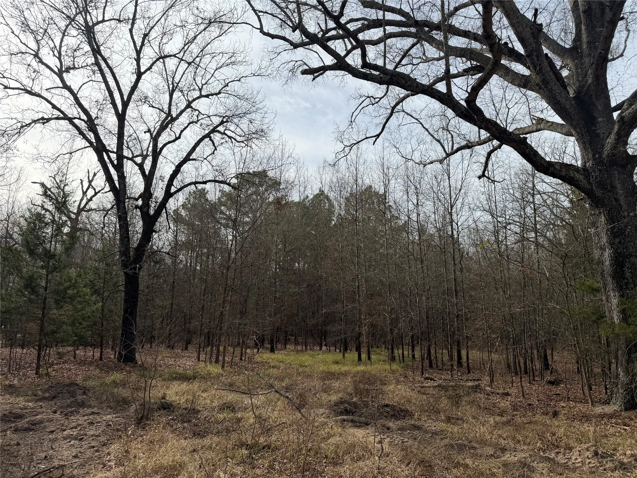 Improved Land For Sale in Red River (TX) County , TBD Hwy 37, Clarksville, Texas 75426, 0, 0, Garage spaces, 0 Sqft, built in 0, Price $99,000, mls#21147576, Real Estate Agent in Clarksville, Homes For Sale in Red River (TX) county, Homes For Sale in Clarksville, Realtor in Clarksville Texas, Real Estate Brokerage Independent Realty Texas, Luminita Cordes Realtor