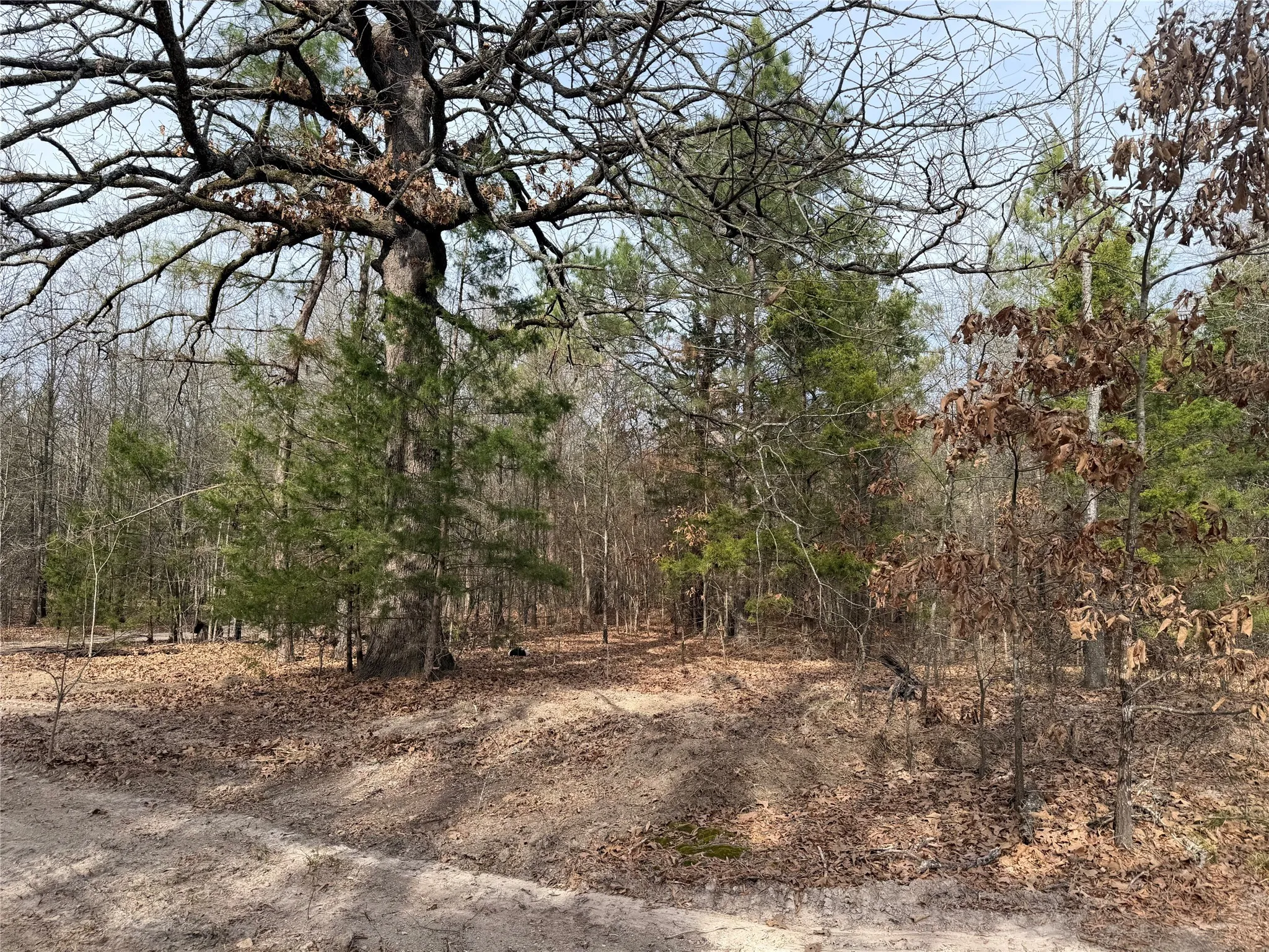 Improved Land For Sale in Red River (TX) County , TBD Hwy 37, Clarksville, Texas 75426, 0, 0, Garage spaces, 0 Sqft, built in 0, Price $99,000, mls#21147576, Real Estate Agent in Clarksville, Homes For Sale in Red River (TX) county, Homes For Sale in Clarksville, Realtor in Clarksville Texas, Real Estate Brokerage Independent Realty Texas, Luminita Cordes Realtor