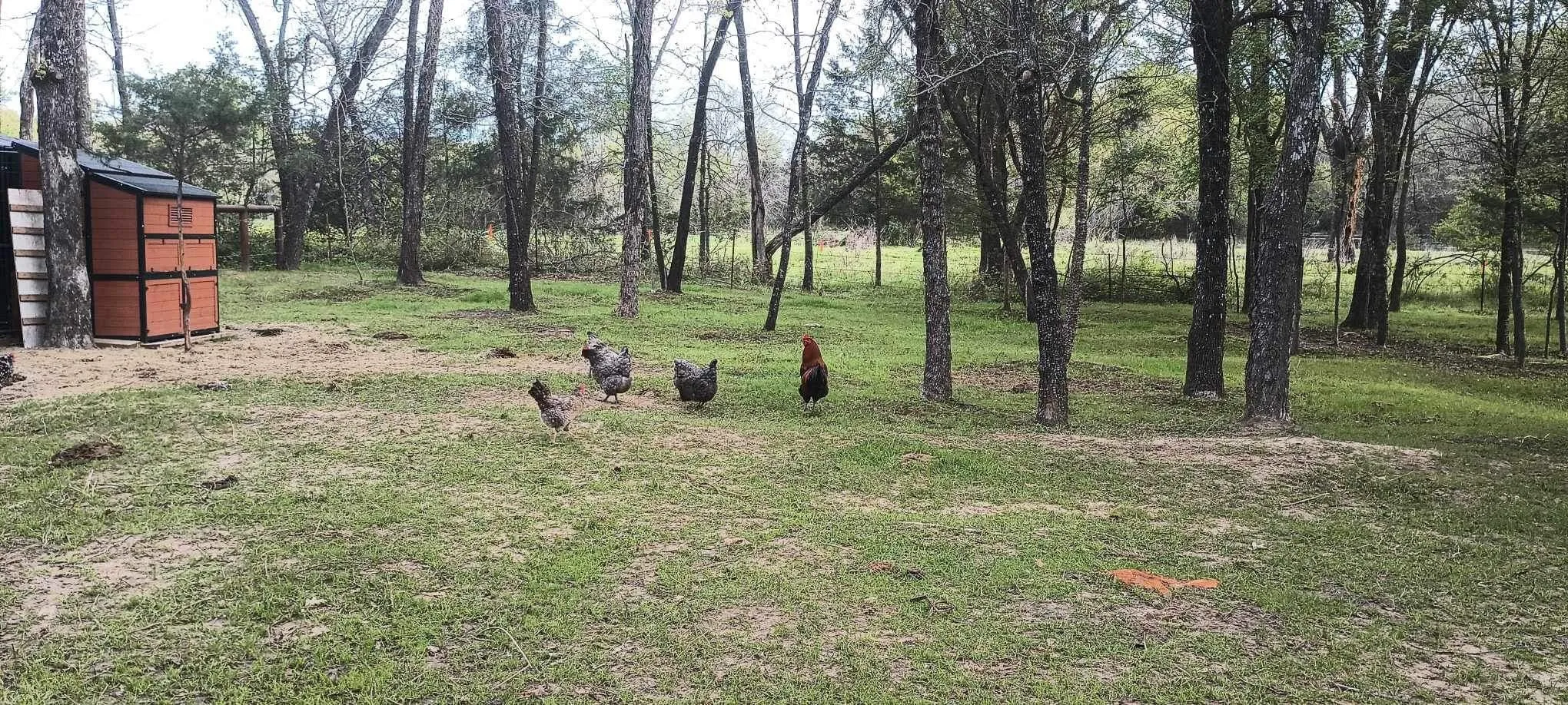 Improved Land For Sale in Kaufman County , 15713 County Road 4015, Mabank, Texas 75147, 0, 0, Garage spaces, 0 Sqft, built in 0, Price $799,000, mls#21148815, Real Estate Agent in Mabank, Homes For Sale in Kaufman county, Homes For Sale in Mabank, Realtor in Mabank Texas, Real Estate Brokerage Independent Realty Texas, Luminita Cordes Realtor