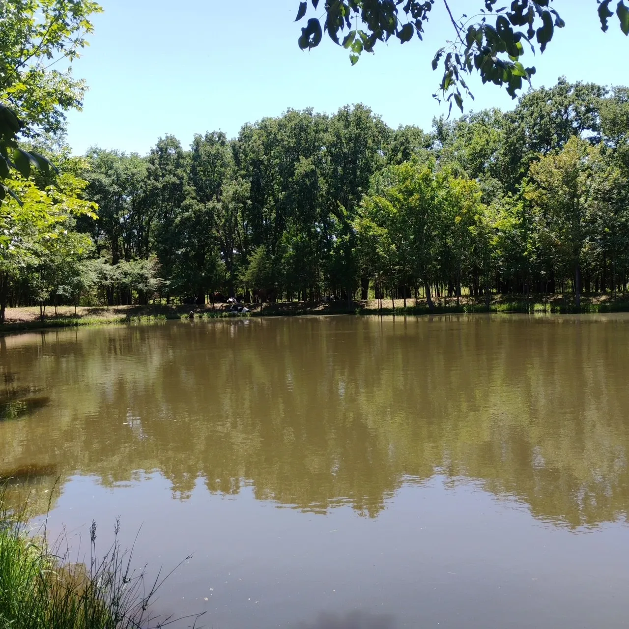 Improved Land For Sale in Kaufman County , 15713 County Road 4015, Mabank, Texas 75147, 0, 0, Garage spaces, 0 Sqft, built in 0, Price $799,000, mls#21148815, Real Estate Agent in Mabank, Homes For Sale in Kaufman county, Homes For Sale in Mabank, Realtor in Mabank Texas, Real Estate Brokerage Independent Realty Texas, Luminita Cordes Realtor