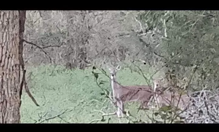 wildlife on property