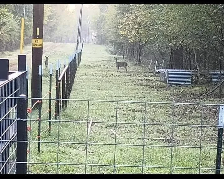 wildlife