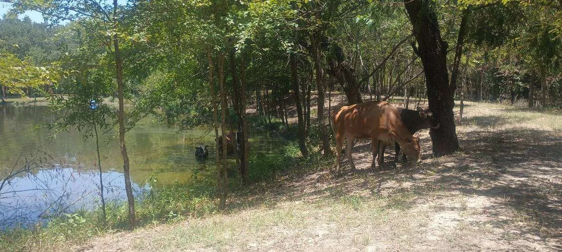 Improved Land For Sale in Kaufman County , 15713 County Road 4015, Mabank, Texas 75147, 0, 0, Garage spaces, 0 Sqft, built in 0, Price $799,000, mls#21148815, Real Estate Agent in Mabank, Homes For Sale in Kaufman county, Homes For Sale in Mabank, Realtor in Mabank Texas, Real Estate Brokerage Independent Realty Texas, Luminita Cordes Realtor