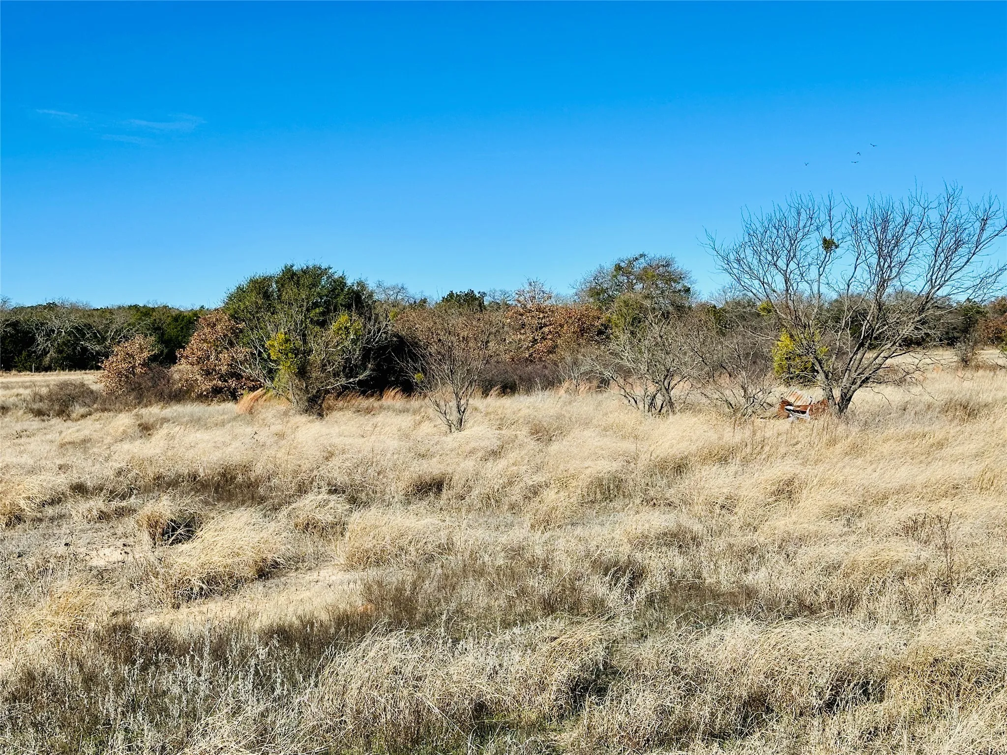 Ranch For Sale in Callahan County , 8655 CR 452, Cross Plains, Texas 76443, 0, 0, Garage spaces, 0 Sqft, built in 0, mls#21148656, Real Estate Agent in Cross Plains, Homes For Sale in Callahan county, Homes For Sale in Cross Plains, Realtor in Cross Plains Texas, Real Estate Brokerage Independent Realty Texas, Luminita Cordes Realtor