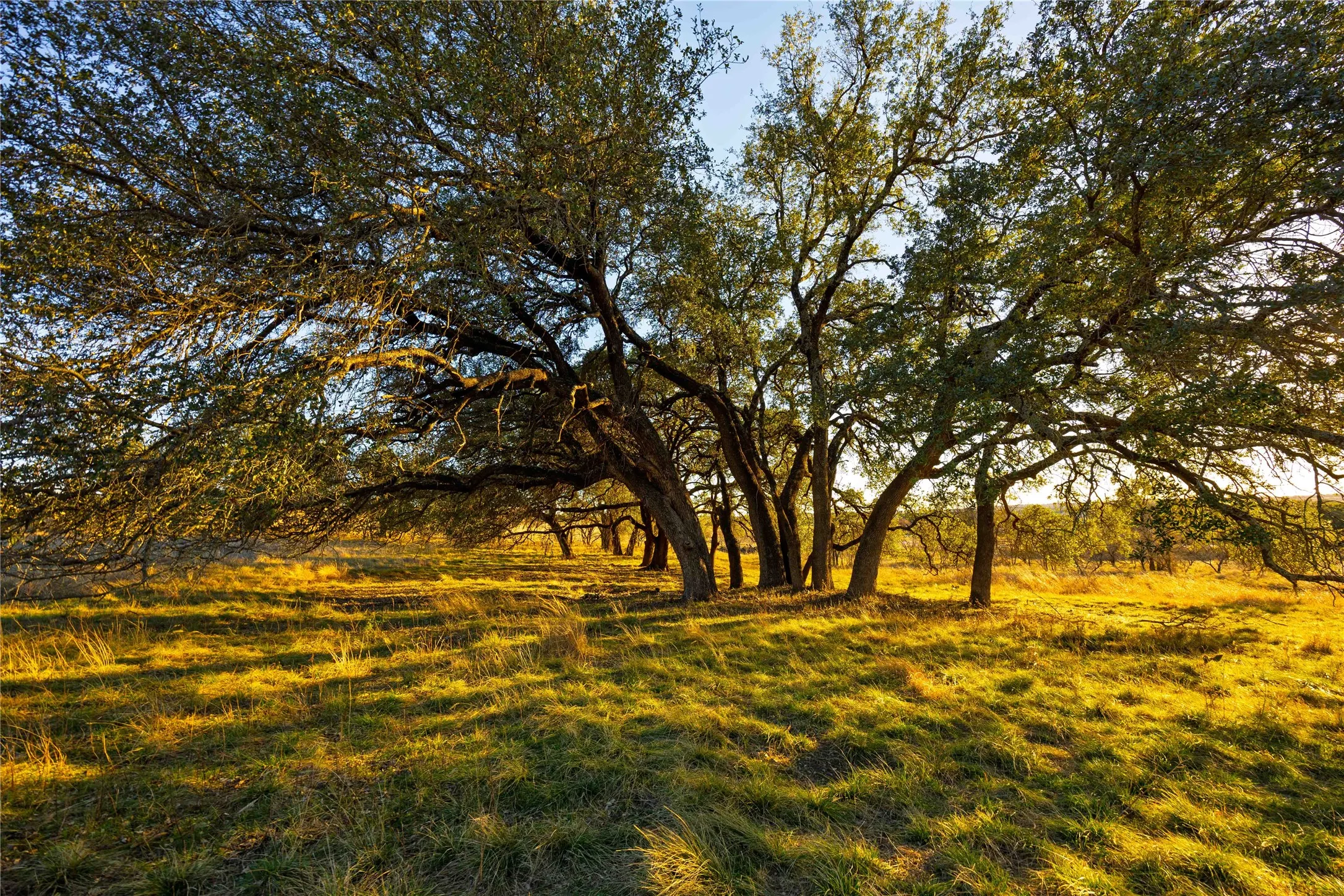 Unimproved Land For Sale in Comanche County , TBD Comanche Lake Road, Comanche, Texas 76442, 0, 0, Garage spaces, 0 Sqft, built in 0, Price $99,000, mls#21145952, Real Estate Agent in Comanche, Homes For Sale in Comanche county, Homes For Sale in Comanche, Realtor in Comanche Texas, Real Estate Brokerage Independent Realty Texas, Luminita Cordes Realtor