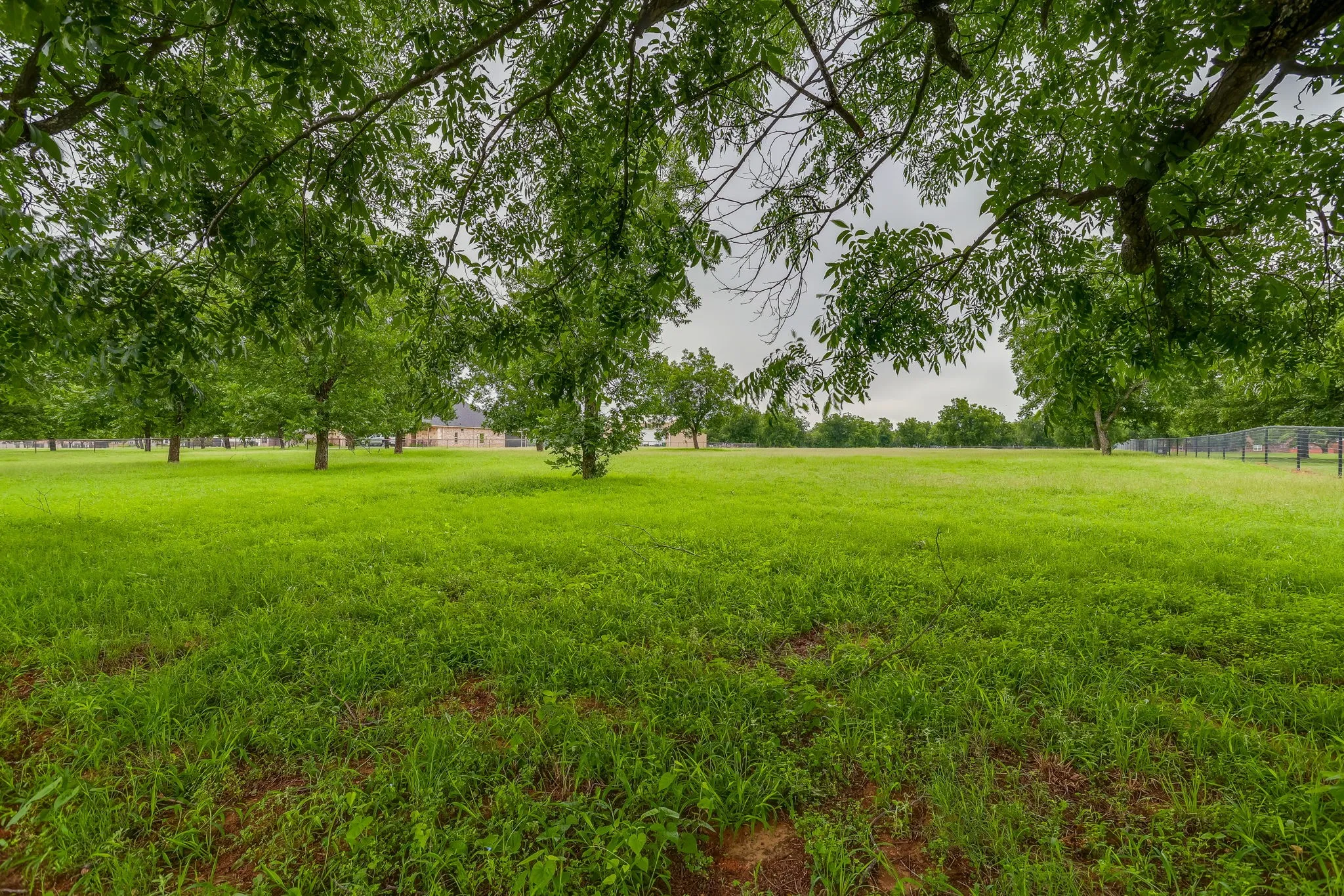 Expansive green lawn with scattered mature trees and a distant building