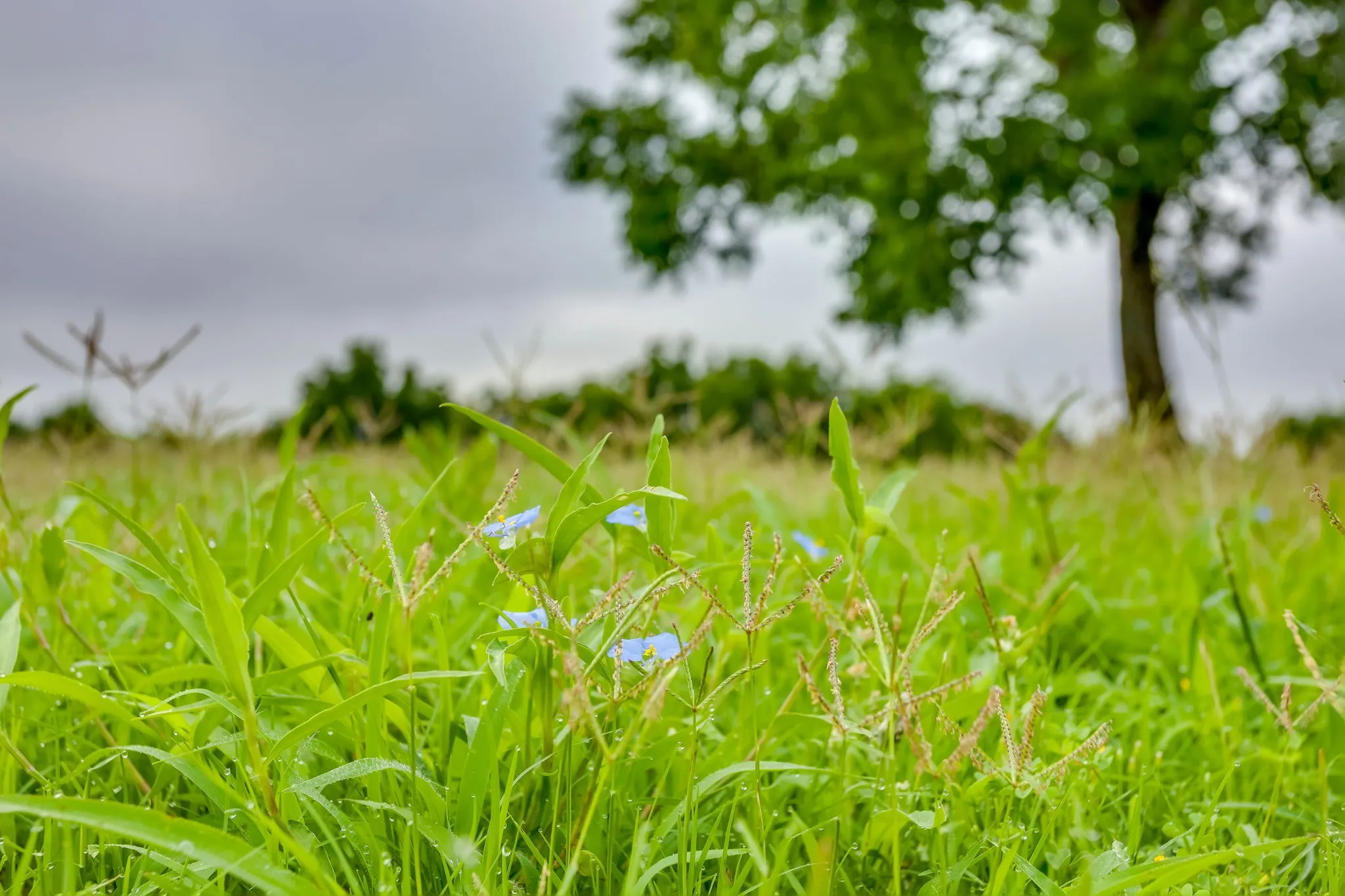 Unimproved Land For Sale in Hood County , 11015 Orchards Boulevard, Cleburne, Texas 76033, 0, 0, Garage spaces, 0 Sqft, built in 0, Price $144,990, mls#21148991, Real Estate Agent in Cleburne, Homes For Sale in Hood county, Homes For Sale in Cleburne, Realtor in Cleburne Texas, Real Estate Brokerage Independent Realty Texas, Luminita Cordes Realtor