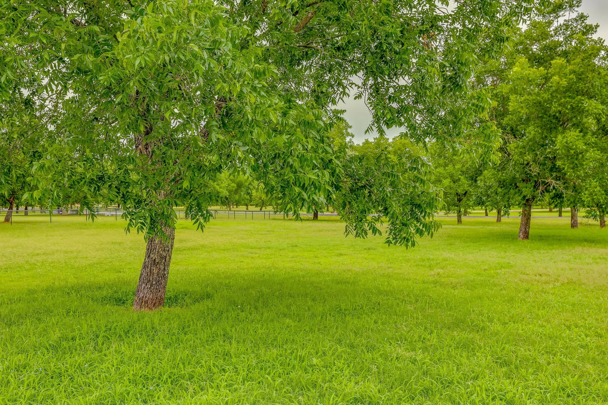 Expansive green lawn with mature trees