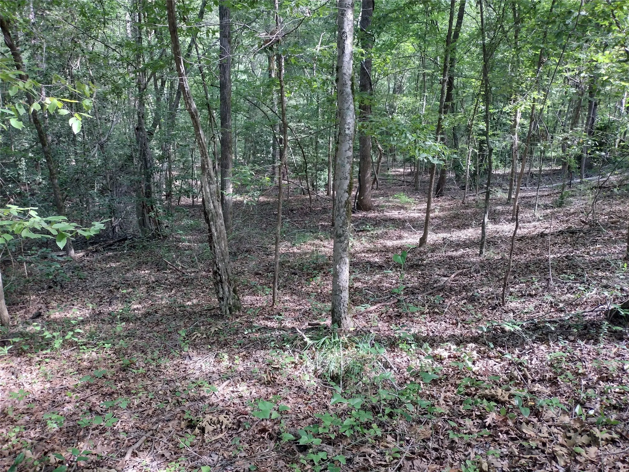 Unimproved Land For Sale in Marion County , TBD Willow Point Marina Road, Avinger, Texas 75668, 0, 0, Garage spaces, 0 Sqft, built in 0, Price $99,000, mls#21149481, Real Estate Agent in Avinger, Homes For Sale in Marion county, Homes For Sale in Avinger, Realtor in Avinger Texas, Real Estate Brokerage Independent Realty Texas, Luminita Cordes Realtor