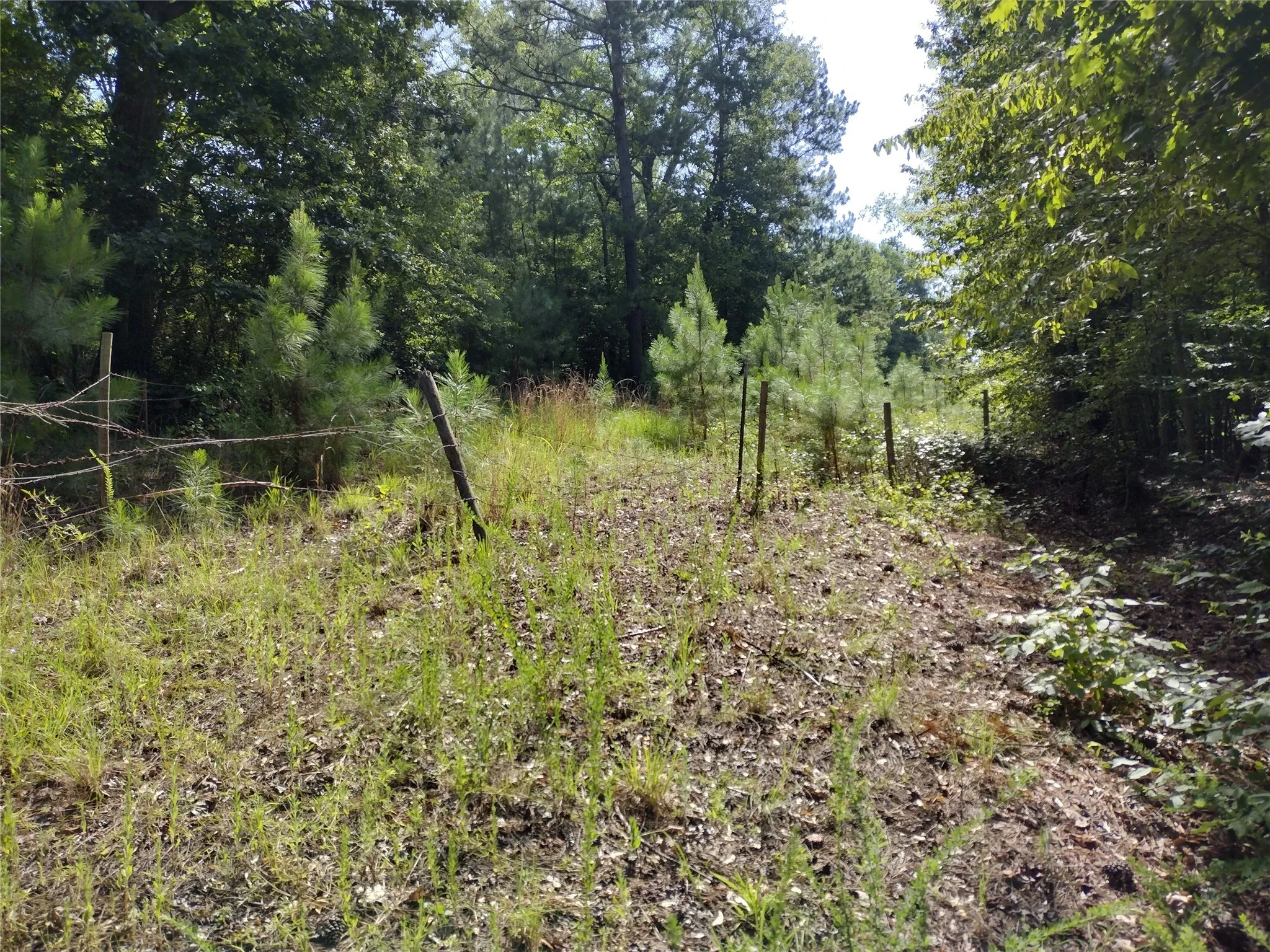 Unimproved Land For Sale in Marion County , TBD Willow Point Marina Road, Avinger, Texas 75668, 0, 0, Garage spaces, 0 Sqft, built in 0, Price $99,000, mls#21149481, Real Estate Agent in Avinger, Homes For Sale in Marion county, Homes For Sale in Avinger, Realtor in Avinger Texas, Real Estate Brokerage Independent Realty Texas, Luminita Cordes Realtor