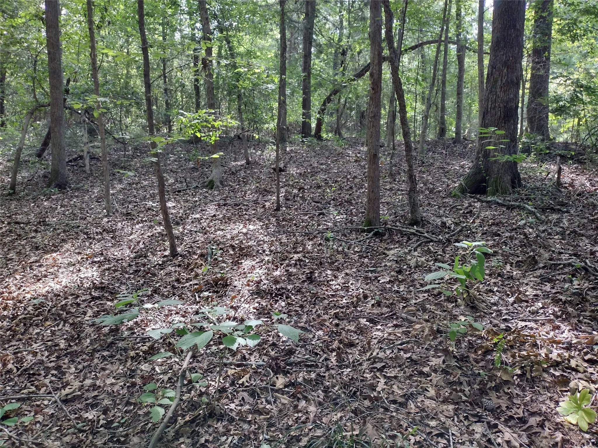 Unimproved Land For Sale in Marion County , TBD Willow Point Marina Road, Avinger, Texas 75668, 0, 0, Garage spaces, 0 Sqft, built in 0, Price $99,000, mls#21149481, Real Estate Agent in Avinger, Homes For Sale in Marion county, Homes For Sale in Avinger, Realtor in Avinger Texas, Real Estate Brokerage Independent Realty Texas, Luminita Cordes Realtor