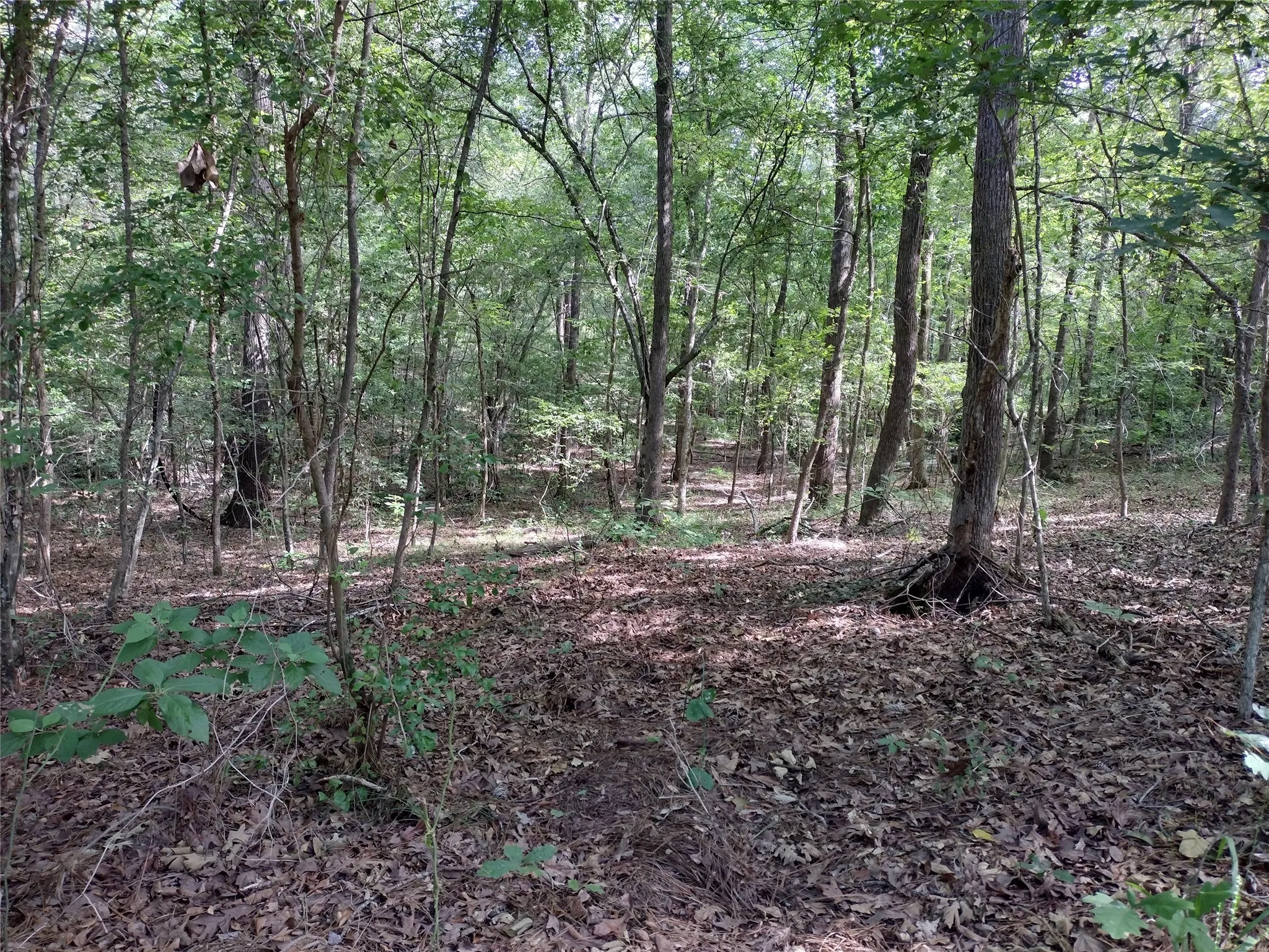 Unimproved Land For Sale in Marion County , TBD Willow Point Marina Road, Avinger, Texas 75668, 0, 0, Garage spaces, 0 Sqft, built in 0, Price $99,000, mls#21149481, Real Estate Agent in Avinger, Homes For Sale in Marion county, Homes For Sale in Avinger, Realtor in Avinger Texas, Real Estate Brokerage Independent Realty Texas, Luminita Cordes Realtor