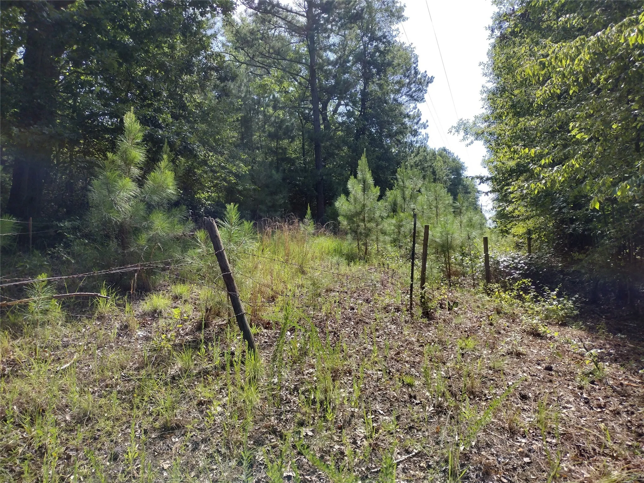 Unimproved Land For Sale in Marion County , TBD Willow Point Marina Road, Avinger, Texas 75668, 0, 0, Garage spaces, 0 Sqft, built in 0, Price $99,000, mls#21149481, Real Estate Agent in Avinger, Homes For Sale in Marion county, Homes For Sale in Avinger, Realtor in Avinger Texas, Real Estate Brokerage Independent Realty Texas, Luminita Cordes Realtor