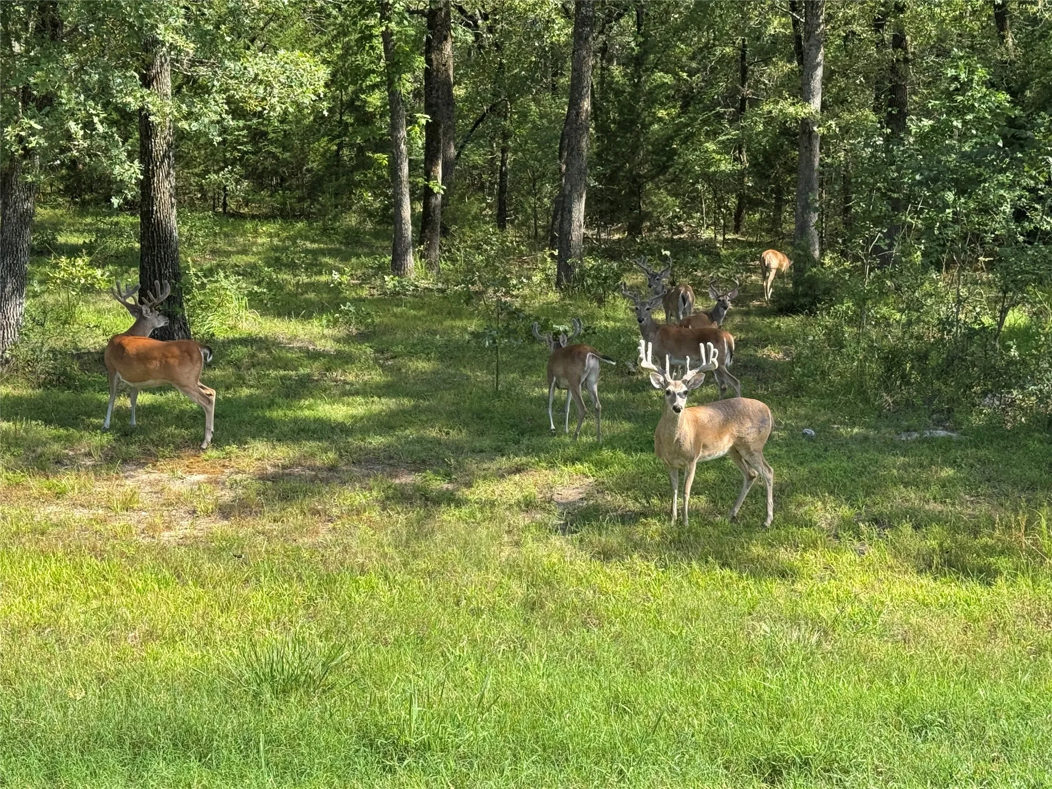 Unimproved Land For Sale in Hunt County , Lot 71 Anchor, Quinlan, Texas 75474, 0, 0, Garage spaces, 0 Sqft, built in 0, mls#21149776, Real Estate Agent in Quinlan, Homes For Sale in Hunt county, Homes For Sale in Quinlan, Realtor in Quinlan Texas, Real Estate Brokerage Independent Realty Texas, Luminita Cordes Realtor
