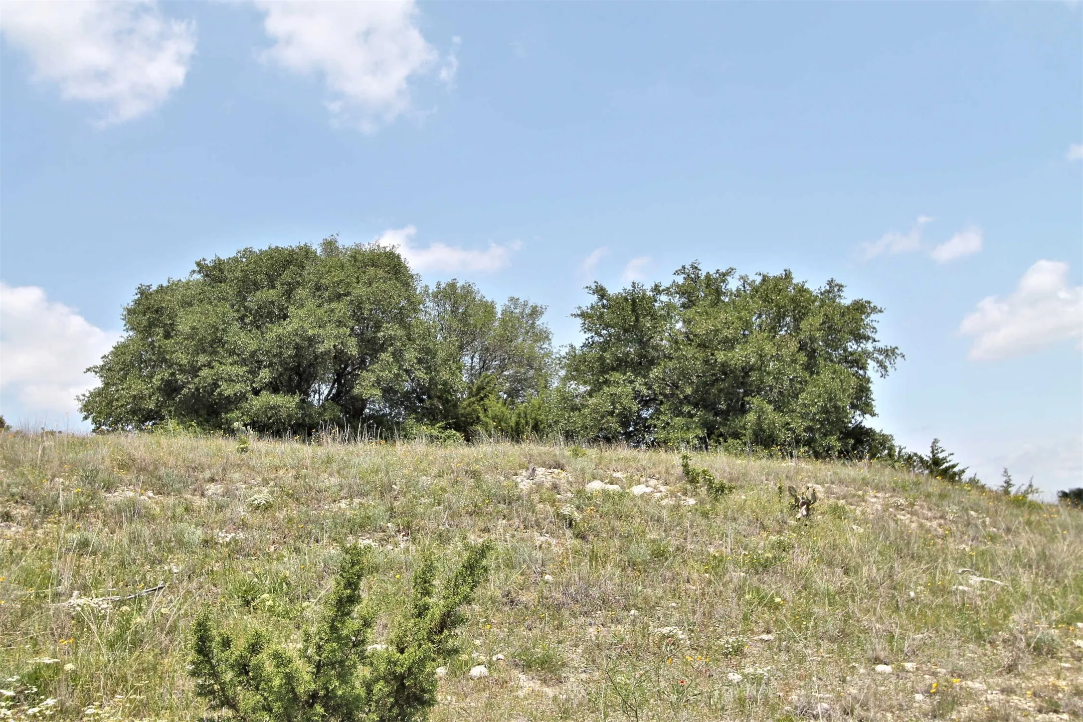 Oak trees on hilltop