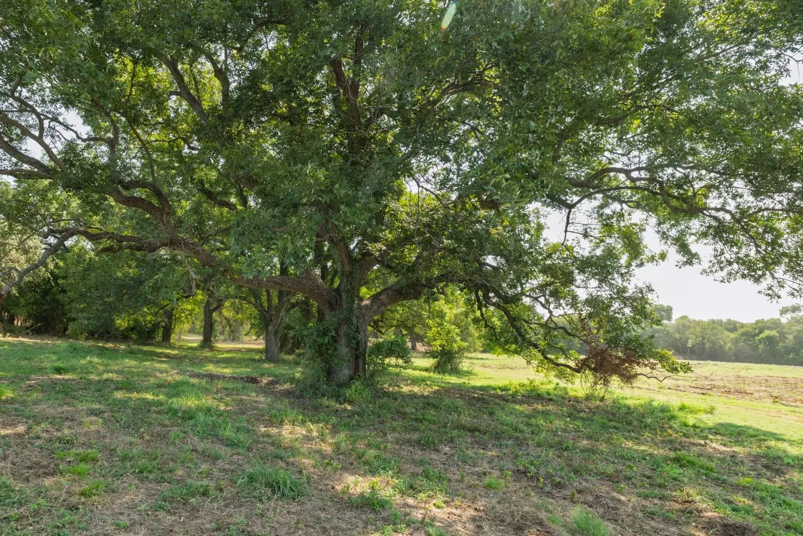 Improved Land For Sale in Hood County , 2700 Overton Court, Granbury, Texas 76048, 0, 0, Garage spaces, 0 Sqft, built in 0, Price $495,000, mls#21149885, Real Estate Agent in Granbury, Homes For Sale in Hood county, Homes For Sale in Granbury, Realtor in Granbury Texas, Real Estate Brokerage Independent Realty Texas, Luminita Cordes Realtor