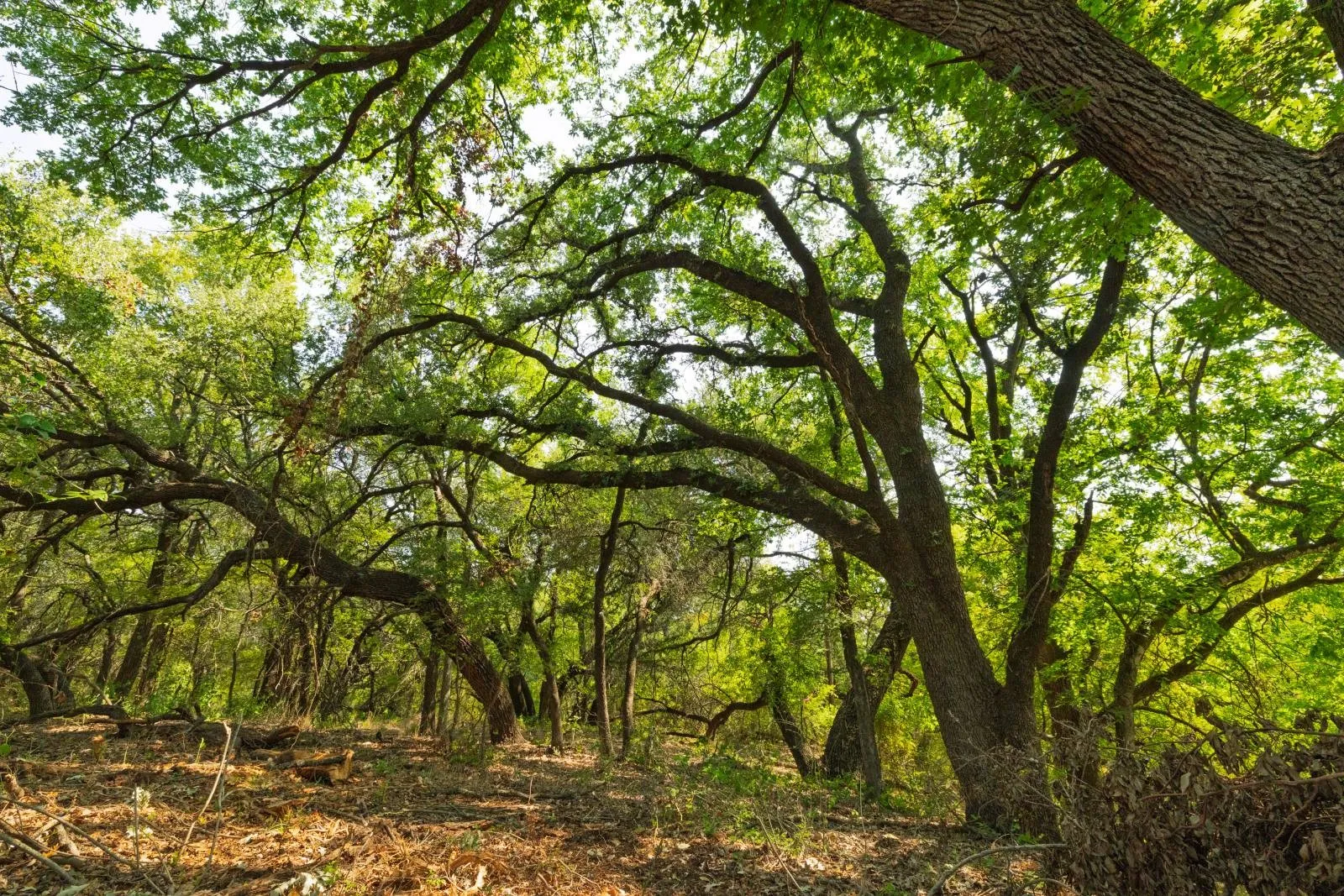 Improved Land For Sale in Hood County , 2700 Overton Court, Granbury, Texas 76048, 0, 0, Garage spaces, 0 Sqft, built in 0, Price $495,000, mls#21149885, Real Estate Agent in Granbury, Homes For Sale in Hood county, Homes For Sale in Granbury, Realtor in Granbury Texas, Real Estate Brokerage Independent Realty Texas, Luminita Cordes Realtor