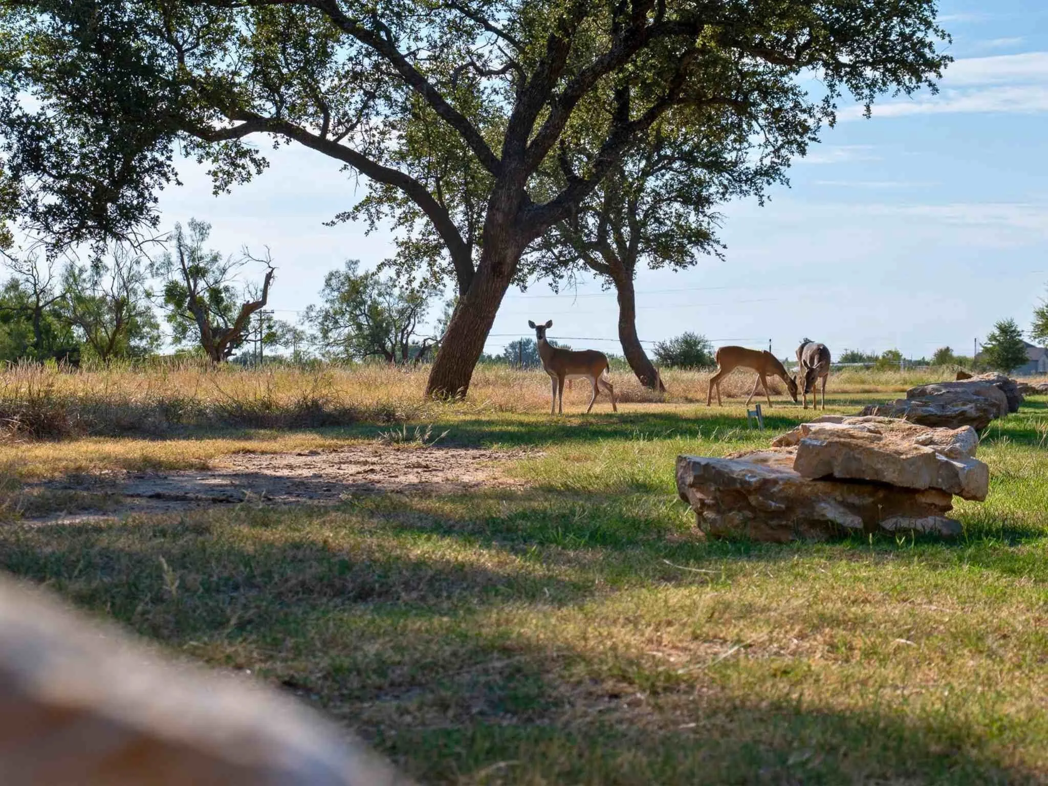 Unimproved Land For Sale in Palo Pinto County , Lot 1 Eastern Hills Drive, Graford, Texas 76449, 0, 0, Garage spaces, 0 Sqft, built in 0, Price $52,400, mls#21150536, Real Estate Agent in Graford, Homes For Sale in Palo Pinto county, Homes For Sale in Graford, Realtor in Graford Texas, Real Estate Brokerage Independent Realty Texas, Luminita Cordes Realtor
