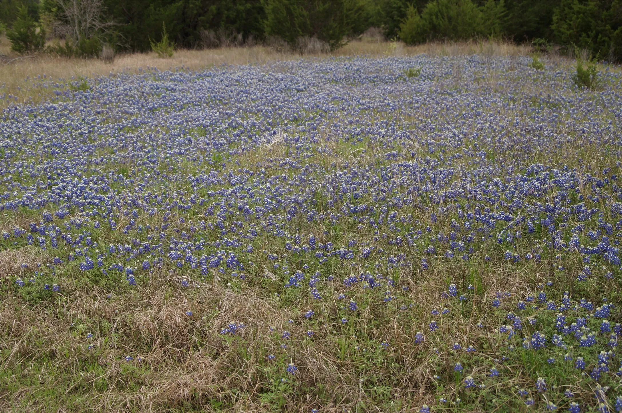 Improved Land For Sale in Dallas County , 1198 S Clark Road, Cedar Hill, Texas 75104, 0, 0, Garage spaces, 0 Sqft, built in 0, Price $3,500,000, mls#21148862, Real Estate Agent in Cedar Hill, Homes For Sale in Dallas county, Homes For Sale in Cedar Hill, Realtor in Cedar Hill Texas, Real Estate Brokerage Independent Realty Texas, Luminita Cordes Realtor