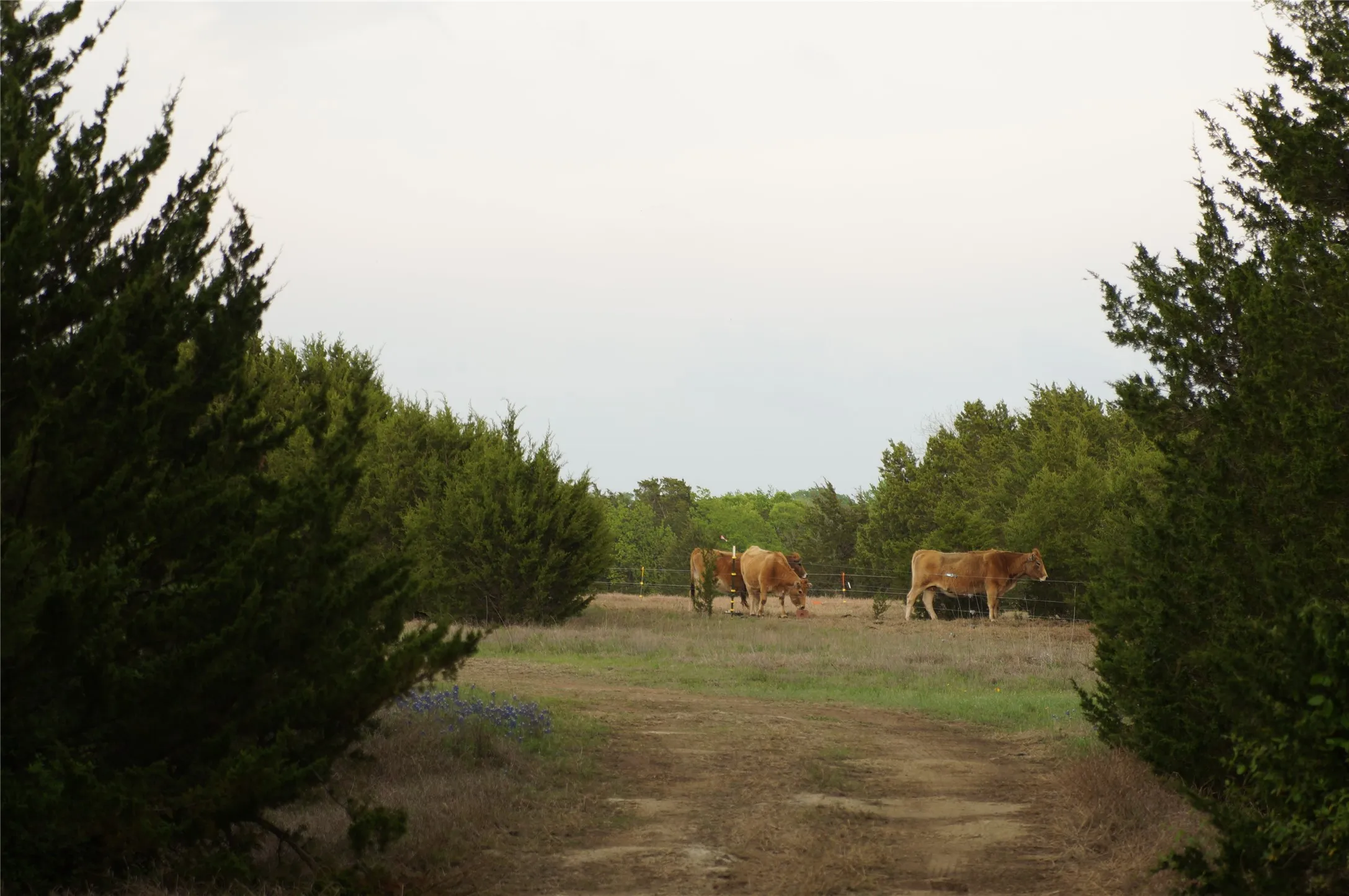Improved Land For Sale in Dallas County , 1198 S Clark Road, Cedar Hill, Texas 75104, 0, 0, Garage spaces, 0 Sqft, built in 0, Price $3,500,000, mls#21148862, Real Estate Agent in Cedar Hill, Homes For Sale in Dallas county, Homes For Sale in Cedar Hill, Realtor in Cedar Hill Texas, Real Estate Brokerage Independent Realty Texas, Luminita Cordes Realtor